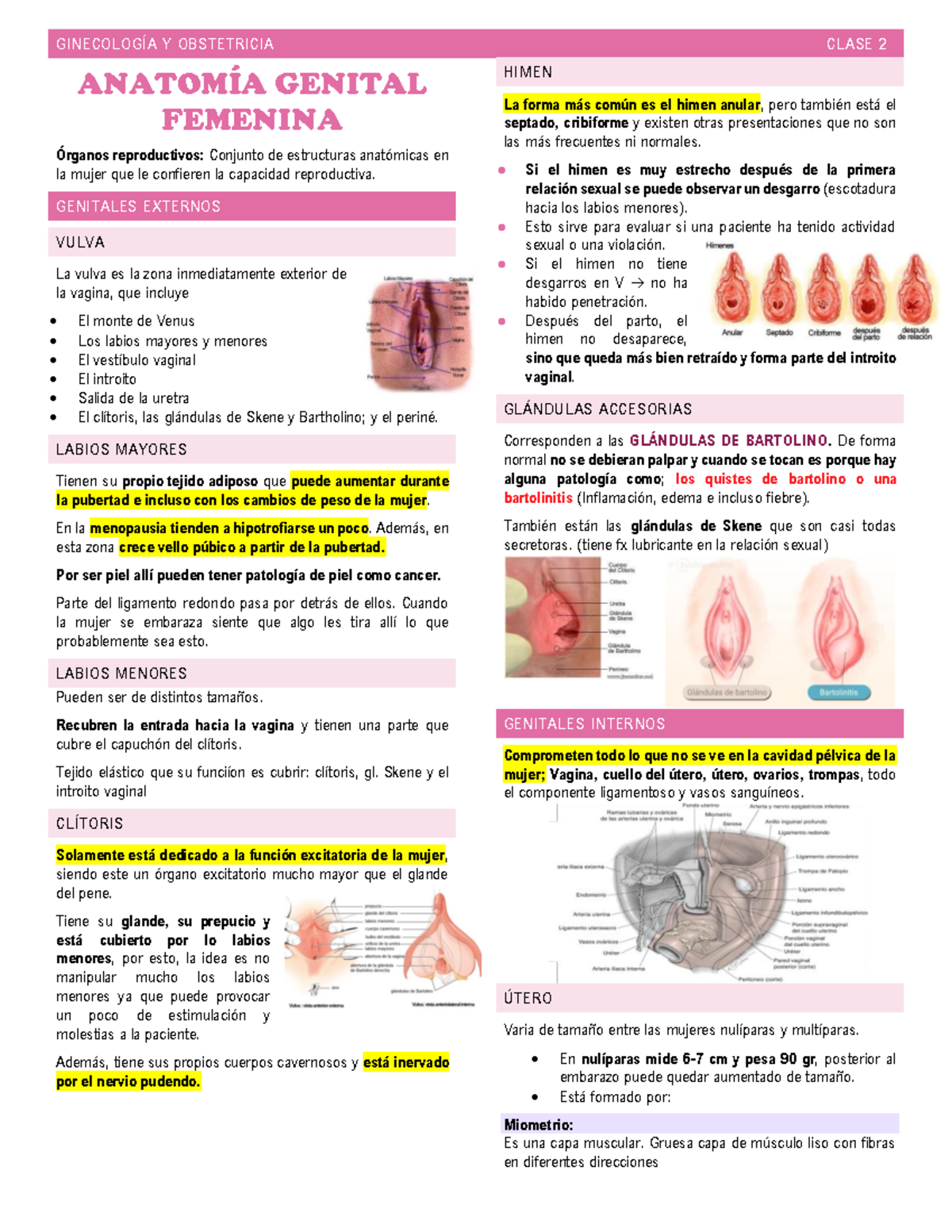 2. Anatomía genital femenina - GINECOLOGÍA Y OBSTETRICIA CLASE 2 ANATOMÍA  GENITAL FEMENINA Órganos - Studocu