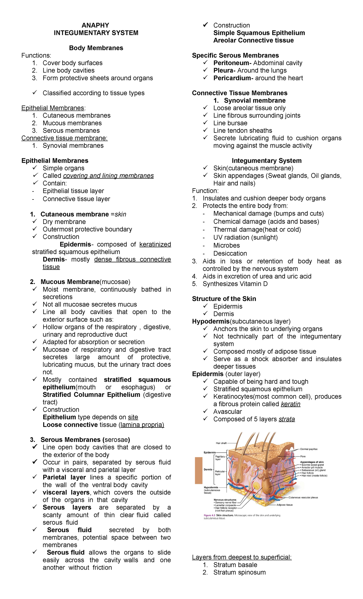 Anaphy Integumentary System - ANAPHY INTEGUMENTARY SYSTEM Body ...