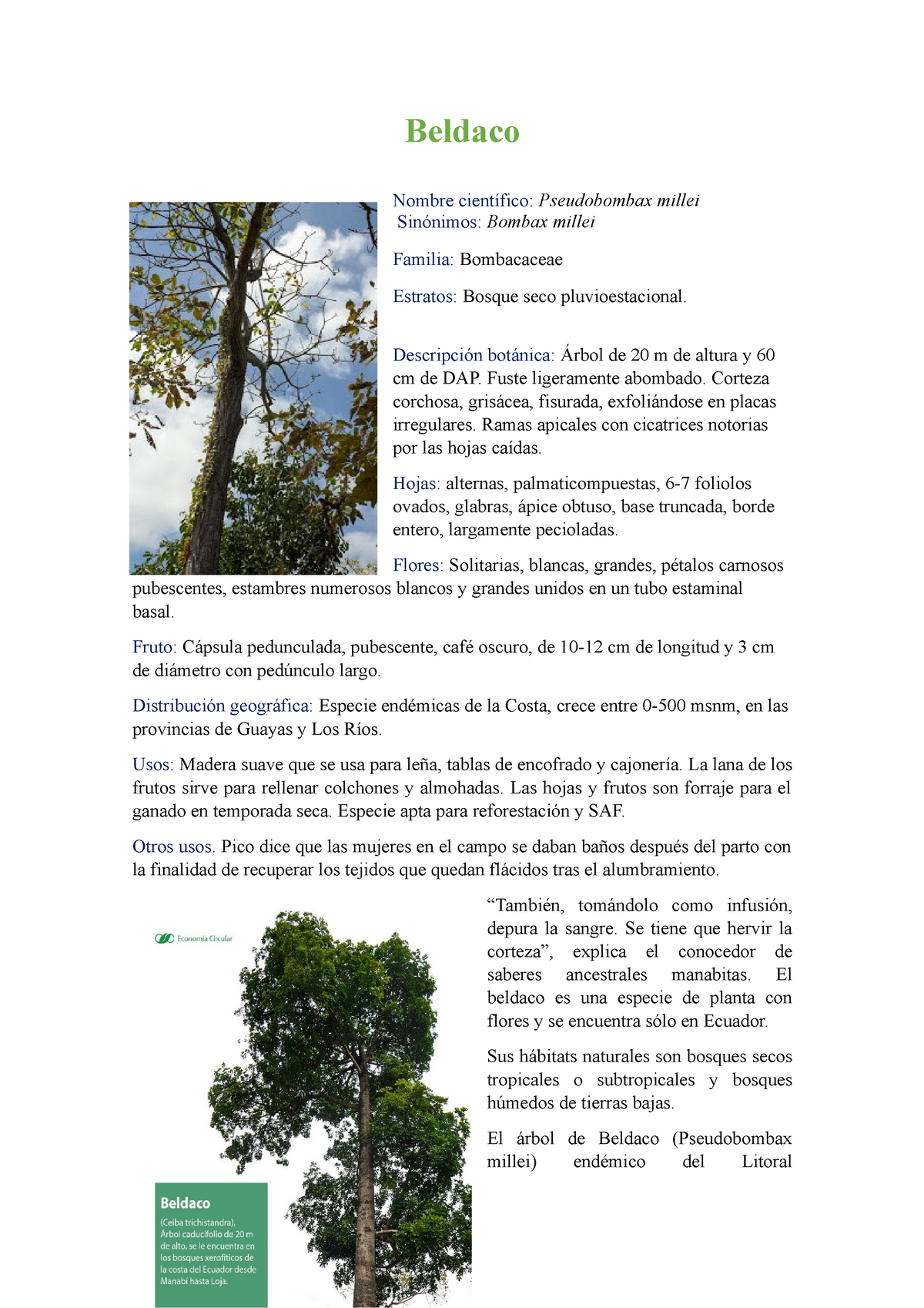 Beldaco - Descripción botánica: Árbol de 20 m de altura y 60 cm de DAP.  Fuste ligeramente - Beldaco - Studocu
