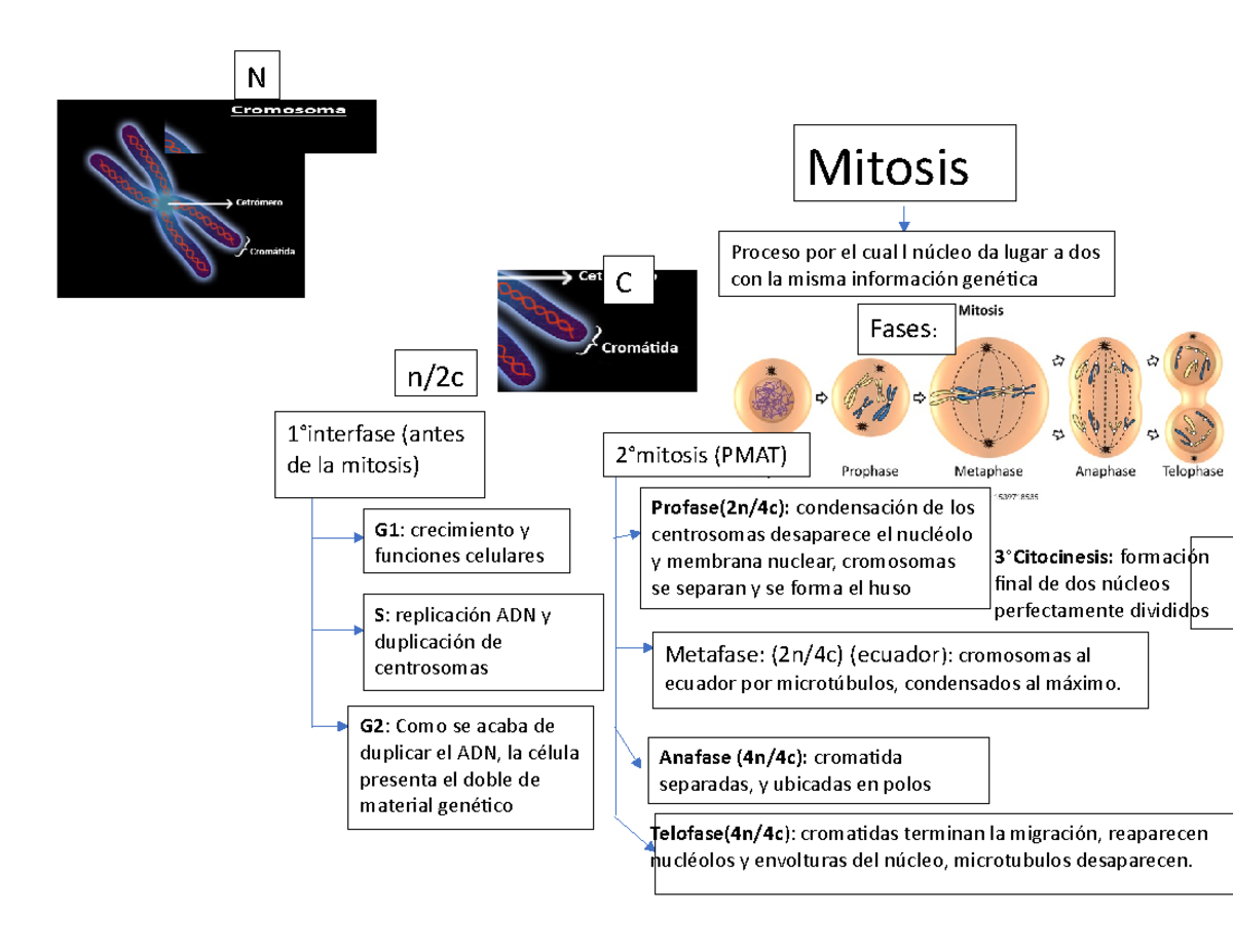 mapa-mental-mitosis-mapa-n-telofase-4n-4c-cromatidas-terminan-la