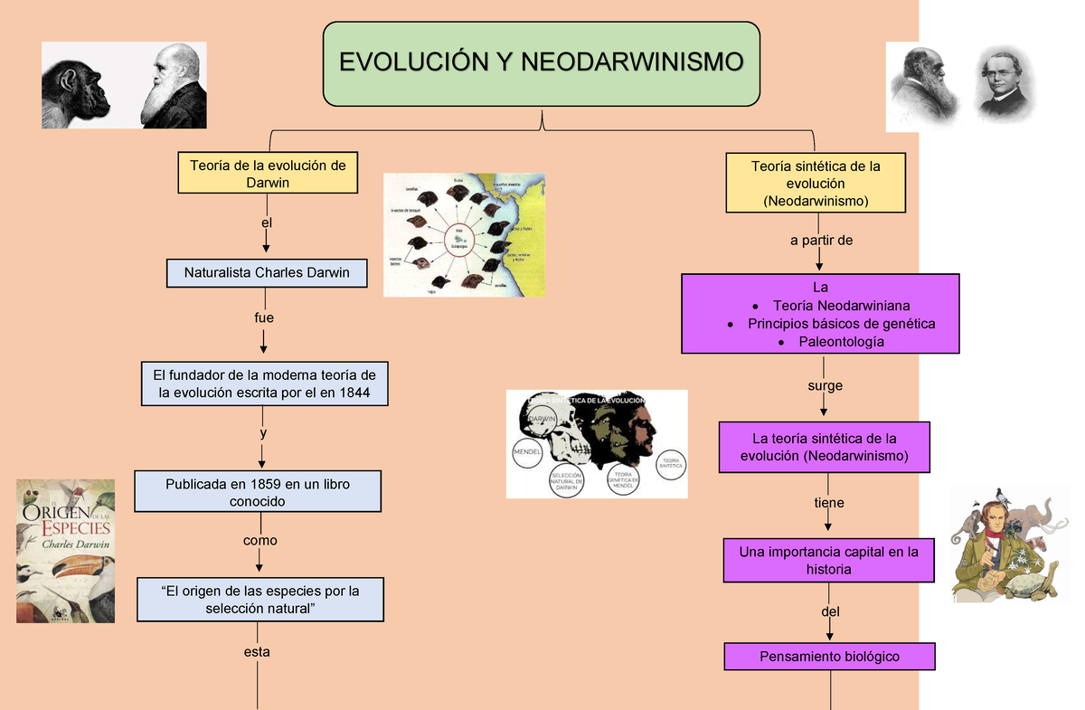 Teoría de la Evolución, Neodarwinismo - Mapa Conceptual - EVOLUCIÓN Y  NEODARWINISMO Teoría de la - Studocu