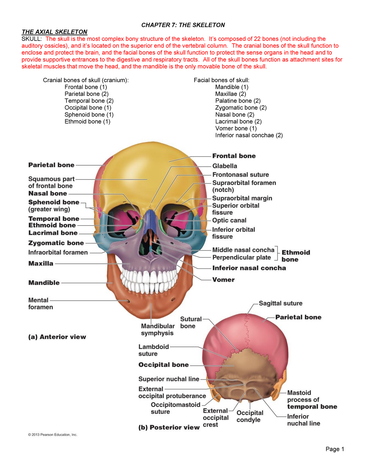 Ch. 7 Lecture Outline - CHAPTER 7: THE SKELETON THE AXIAL SKELETON ...