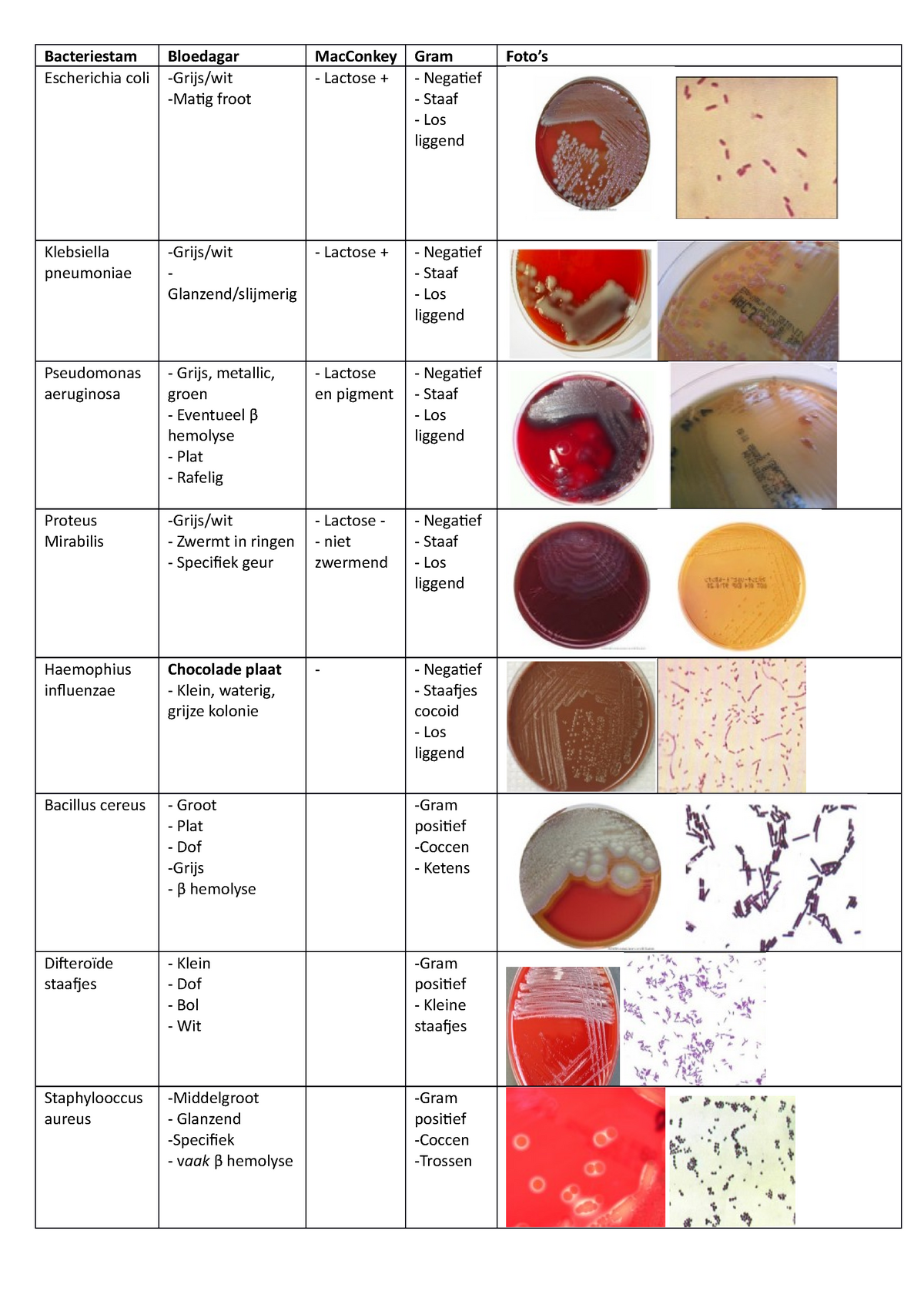 bacteriestammen-samenvatting-bacteriestam-bloedagar-macconke-y