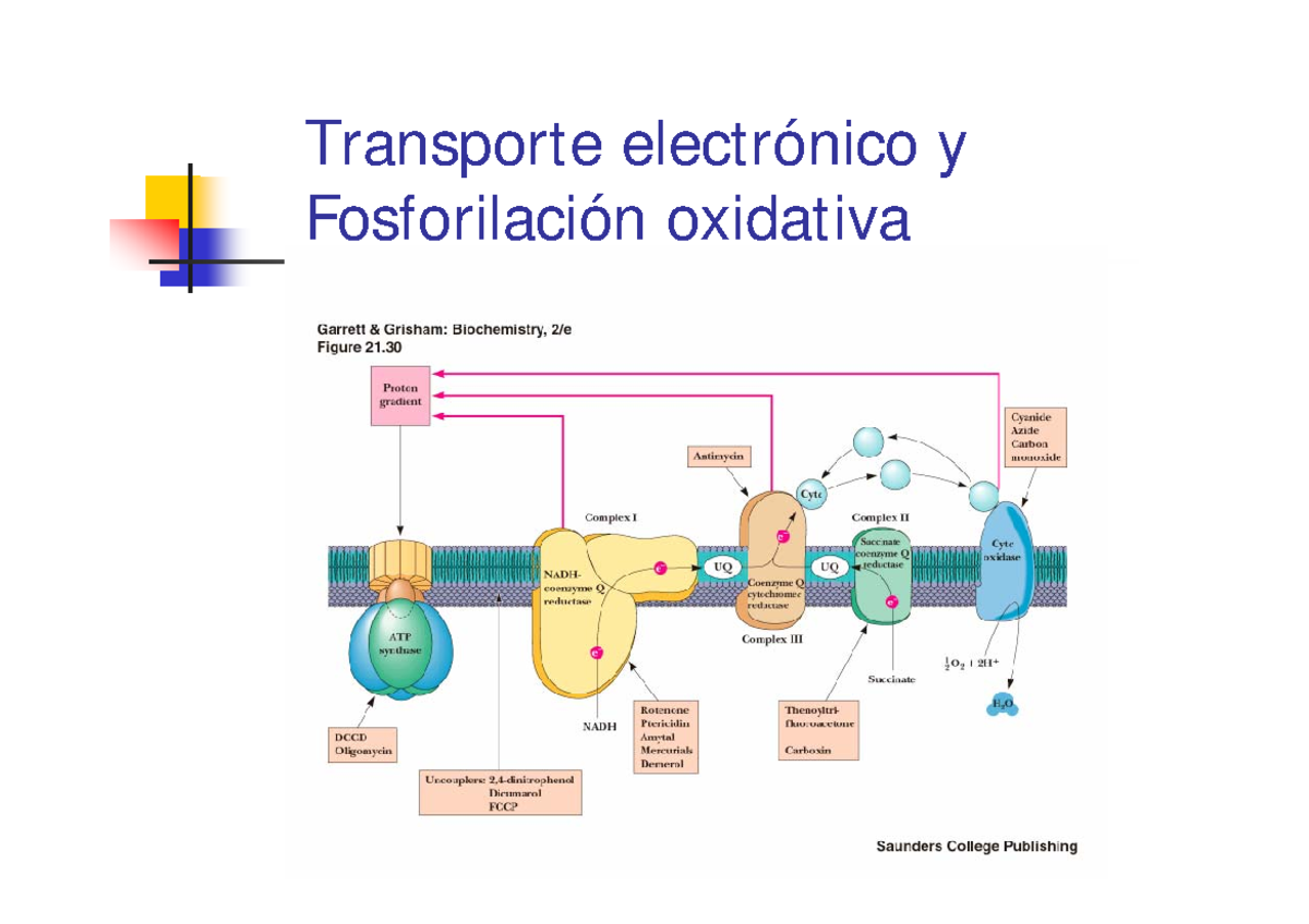 Cadena transporte de electrones y fosforilacion oxidativa2 - Transporte