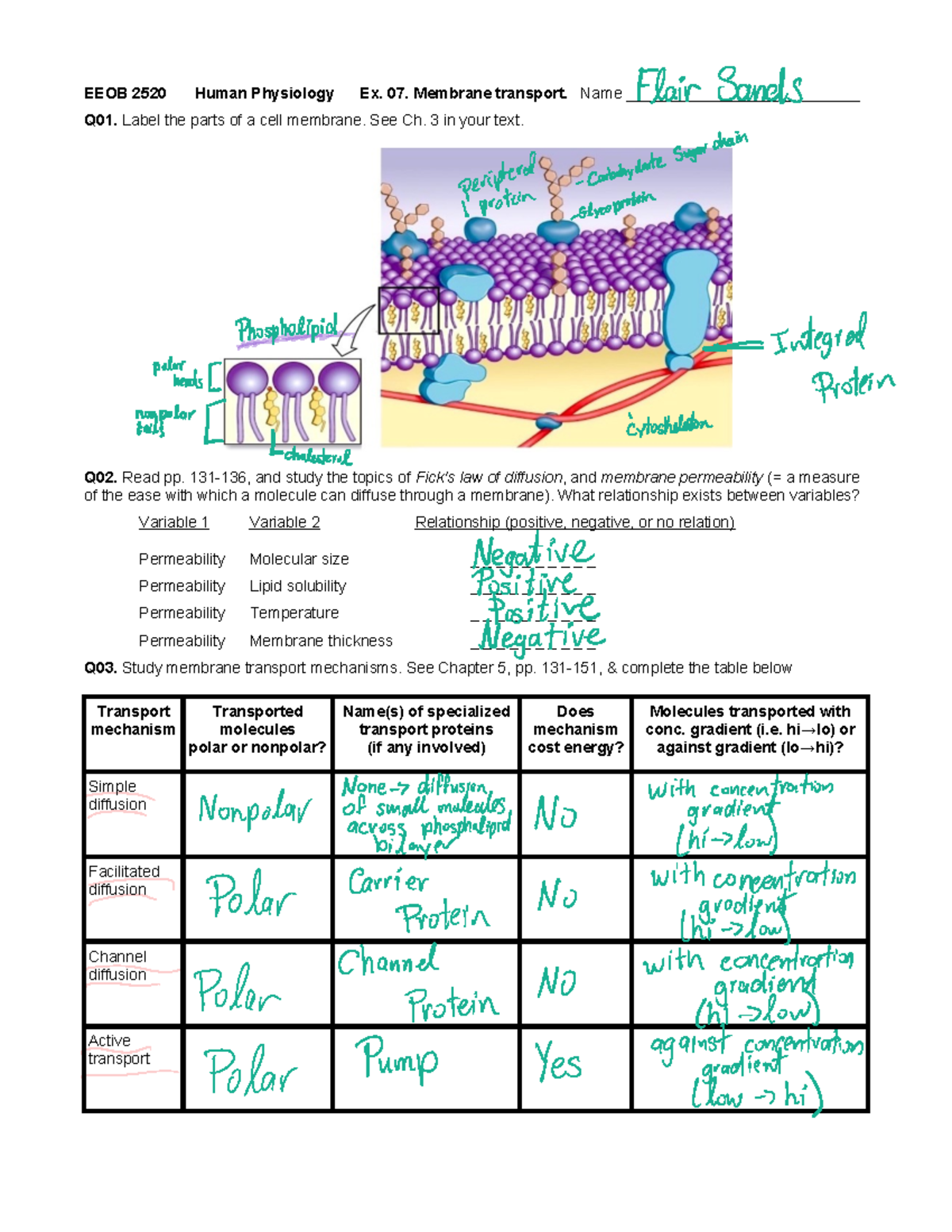 Ex07Membrane Transport - EEOB 2520 Human Physiology Ex. 07. Membrane ...
