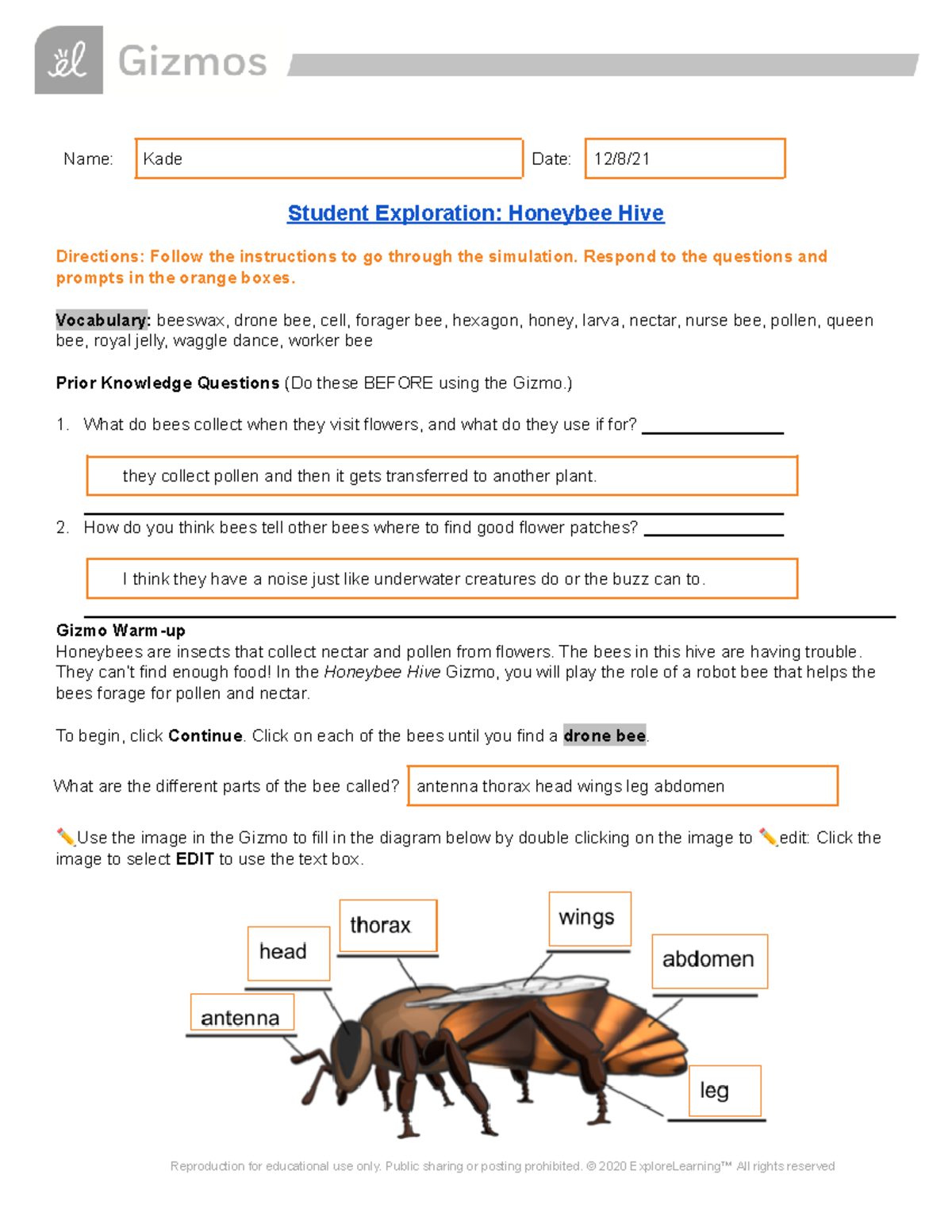Hive Diversity - p5vbpiw