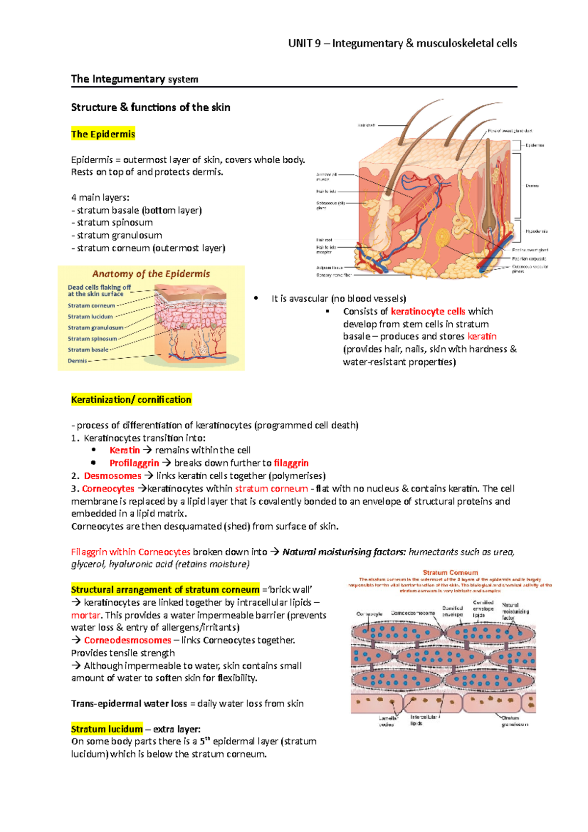 Integumentary and musculoskeletal system - The Integumentary system ...