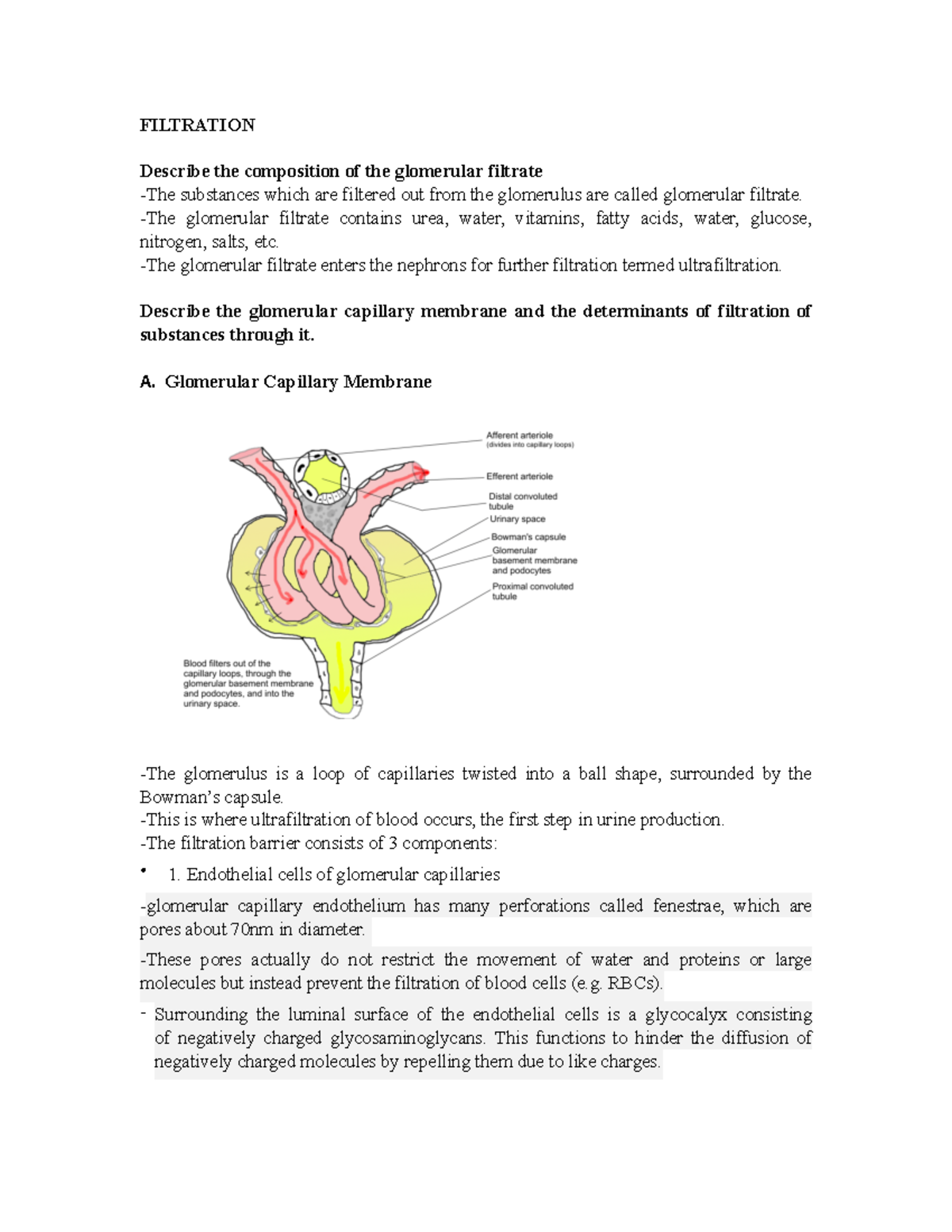 Physiology- Glomerular Filtration - FILTRATION Describe The Composition ...