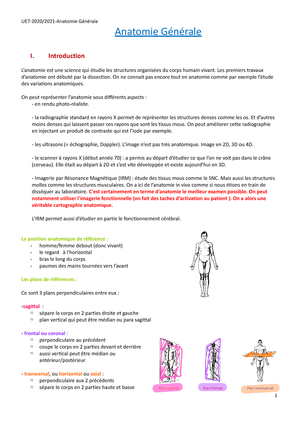 1 Anatomie Générale Morandi.docx - Anatomie Générale I. Introduction L ...