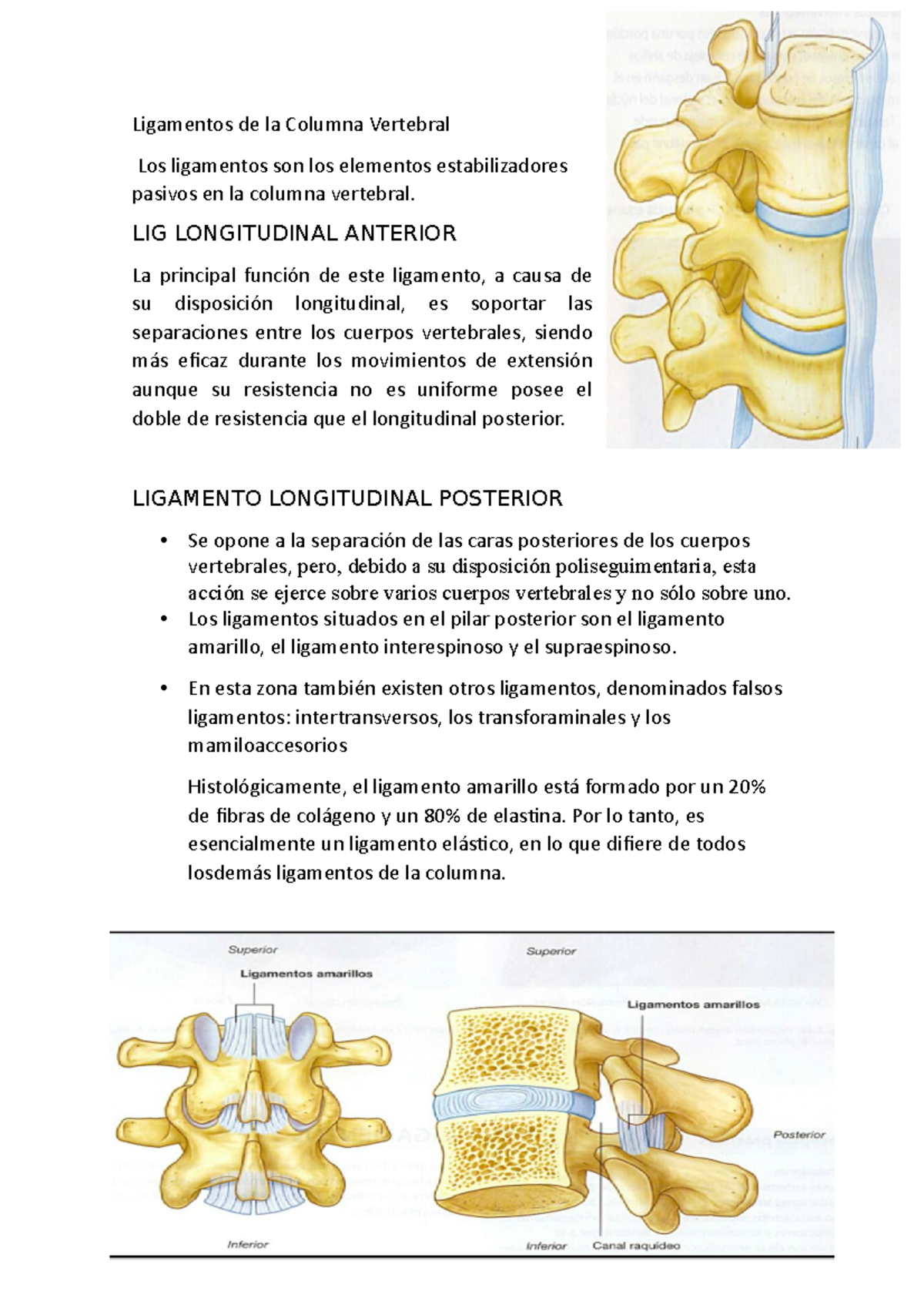 Ligamentos De La Columna Vertebral Lig Longitudinal Anterior La