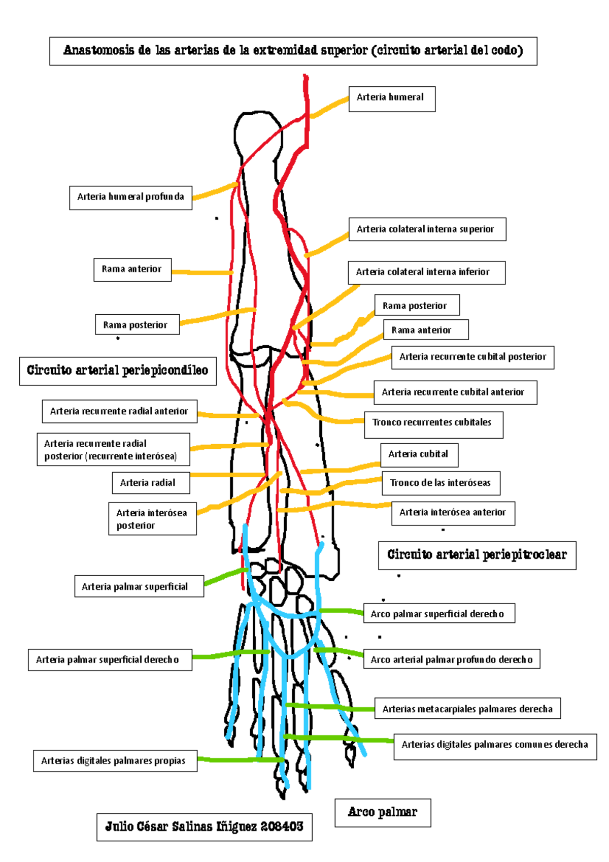 Circuito y Plexo braquial miembro superior - Arteria humeral Arteria ...