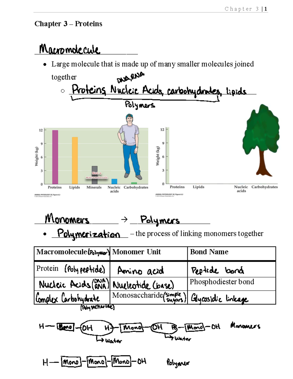 Chapter 3 Notes Chapter 3 Proteins Large molecule that is made up
