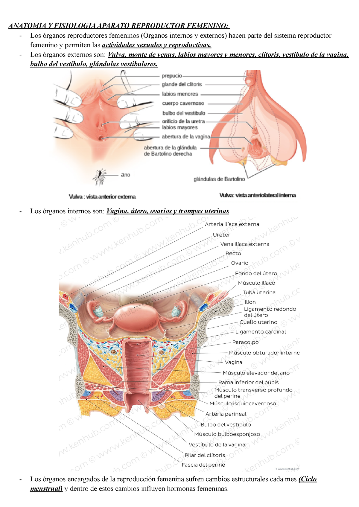 Anatomia Femenina Anatomia Y Fisiologia Aparato Reproductor Femenino Los órganos 5403
