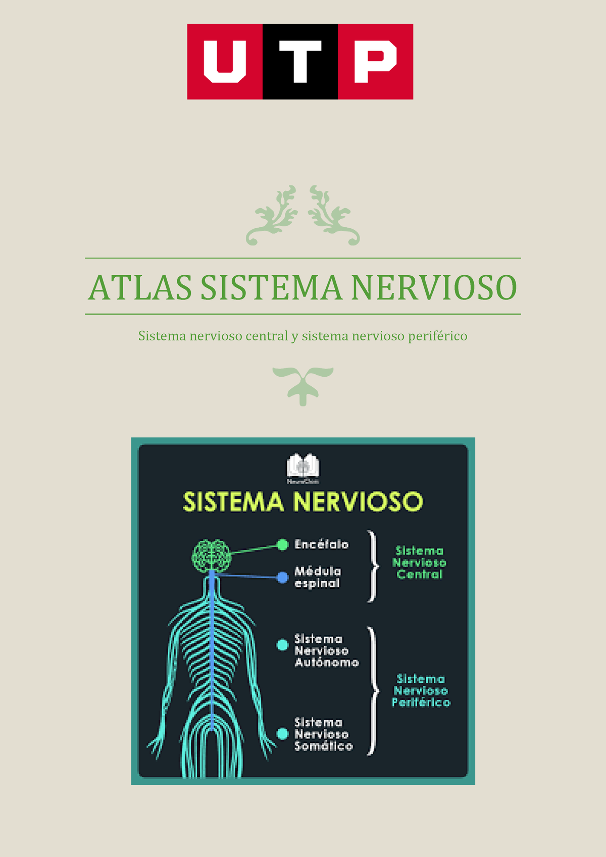 Atlas Sistema Nervioso Atlas Sistema Nervioso Sistema Nervioso Central Y Sistema Nervioso 6925