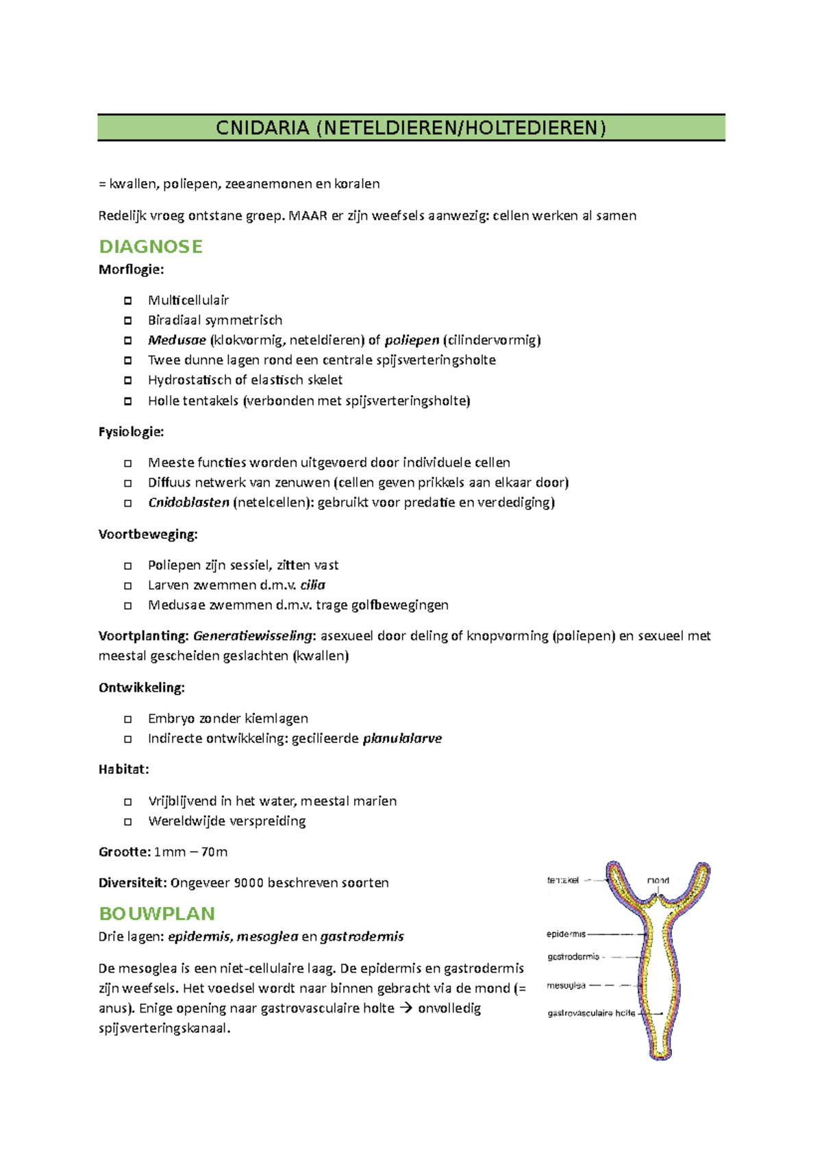 Cnidaria - CNIDARIA (NETELDIEREN/HOLTEDIEREN) = kwallen, poliepen ...