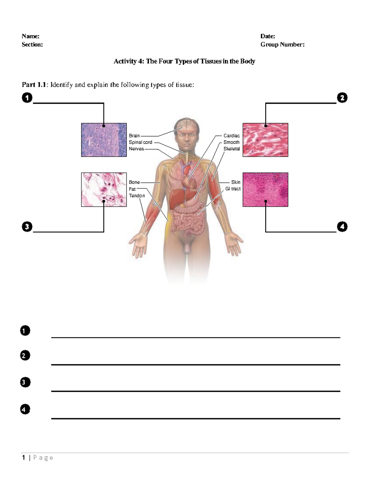 Laboratory Activity 4 Tissues in the Body - Name: Date: Section: Group ...