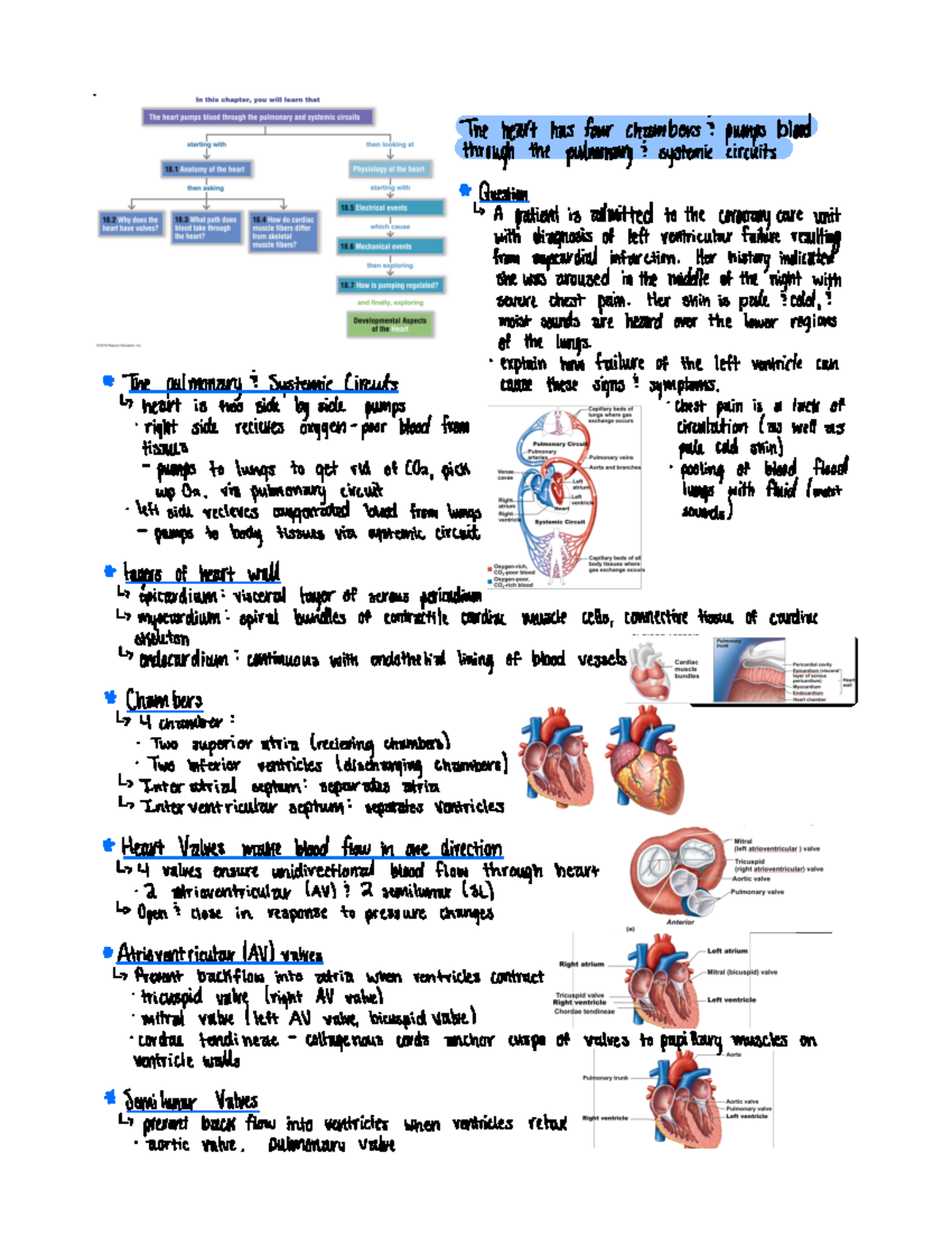 Chapter 18 The Cardiovascular System (the Heart) - Bio 216 - Studocu