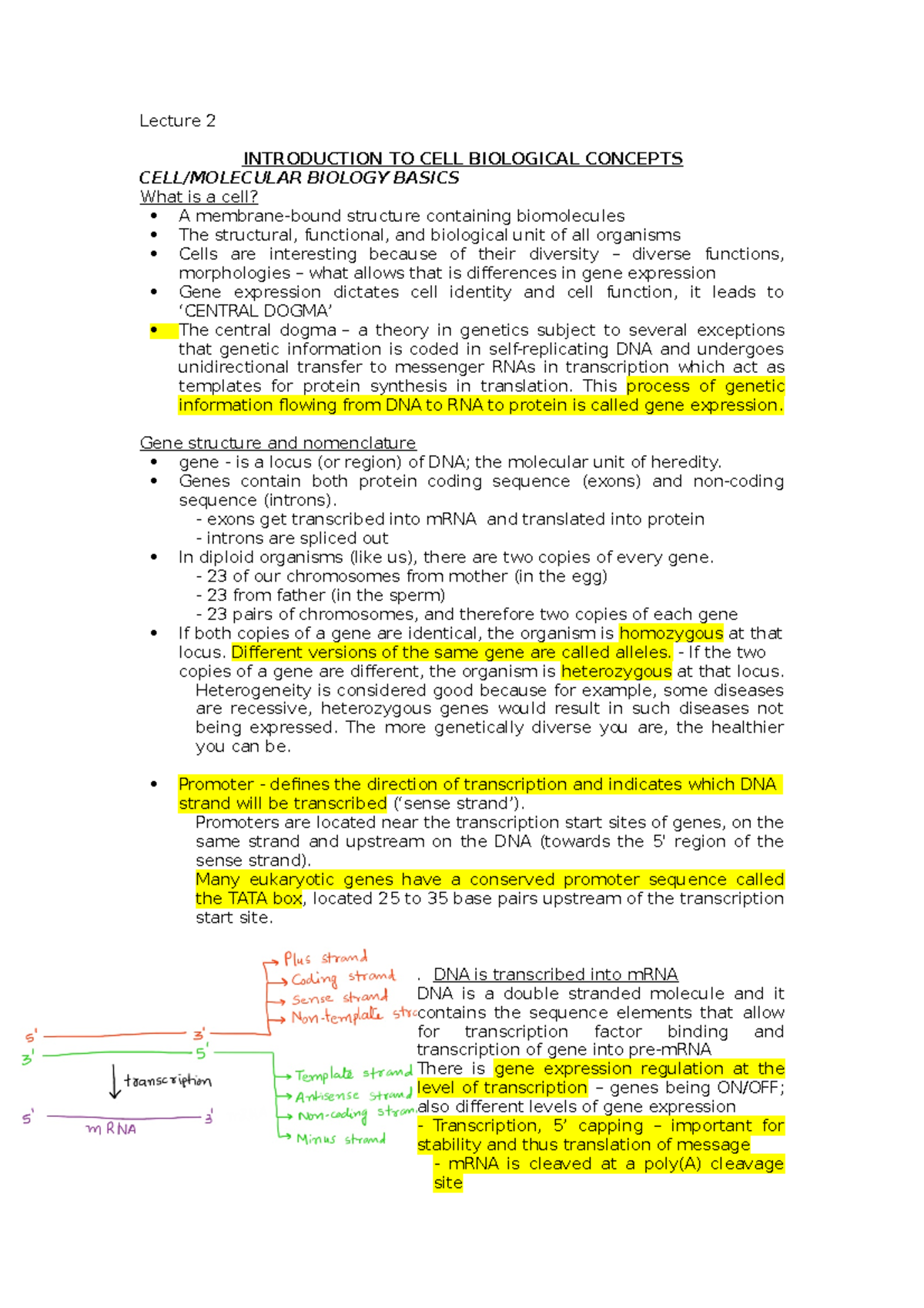 Lecture 2 - Lecture 2 INTRODUCTION TO CELL BIOLOGICAL CONCEPTS CELL ...