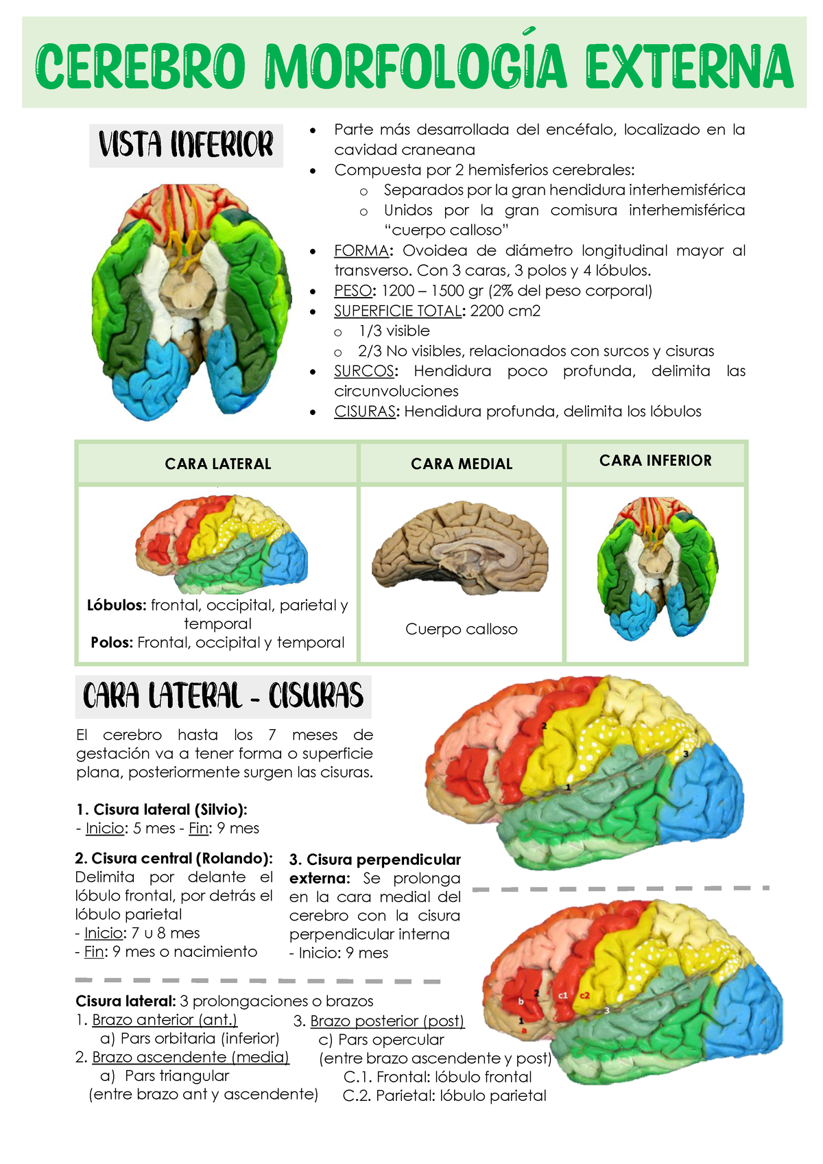 Morfolog A Externa Cerebro Cara Lateral Cara Medial Cara Inferior F L Bulos Frontal