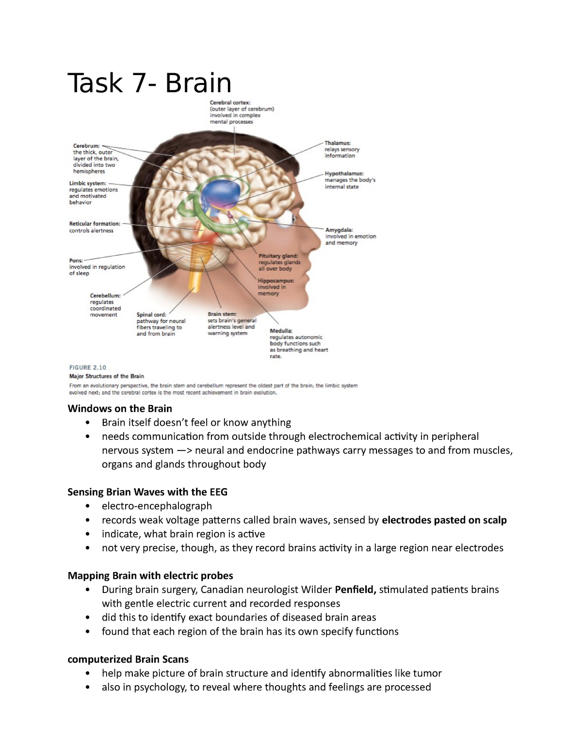 introduction for brain essay