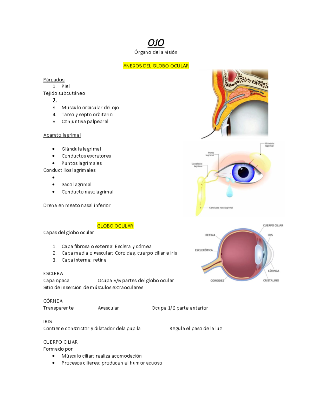 OJO - El órgano de la visión - OJO Órgano de la visión ANEXOS DEL GLOBO ...