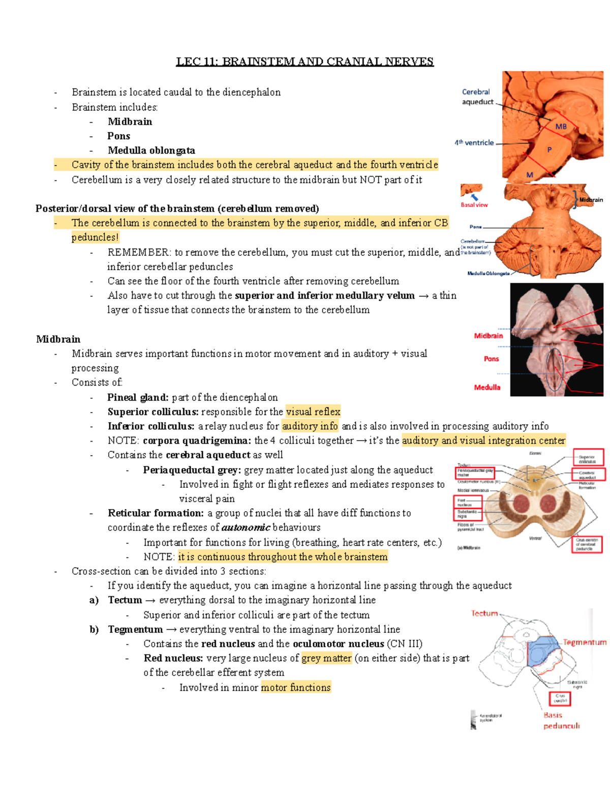 LEC 11 Brainstem AND Cranial Nerves - LEC 11: BRAINSTEM AND CRANIAL ...