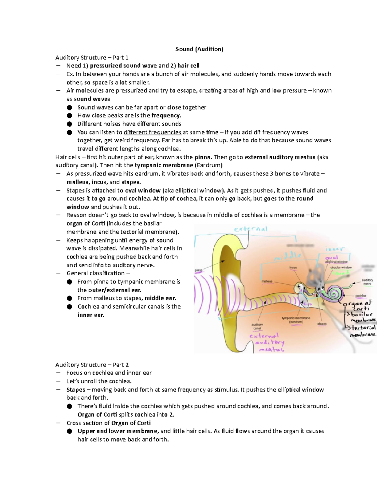 Sound (Audition) Short Assignment - Sound (Audition ) Auditory ...