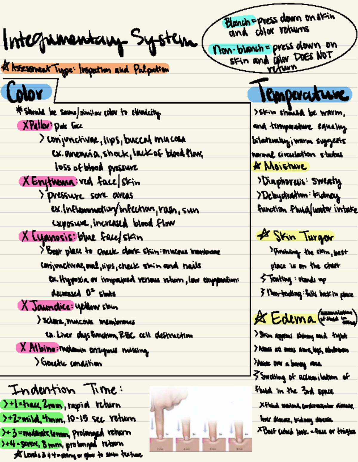 216 test final study guide 2 - Blanch__ press down on skin and color ...