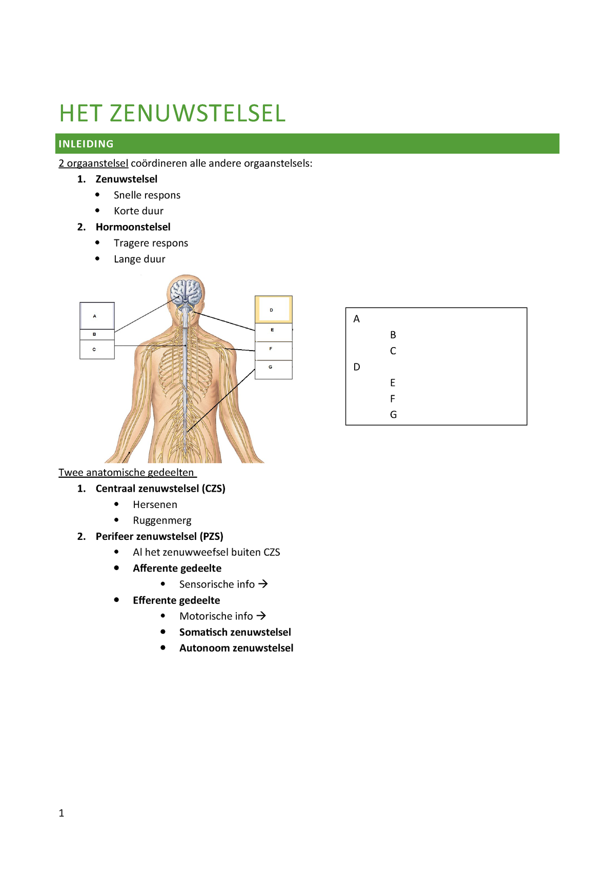 Het Zenuwstelsel - Samenvatting Anatomie En Fysiologie - StuDocu