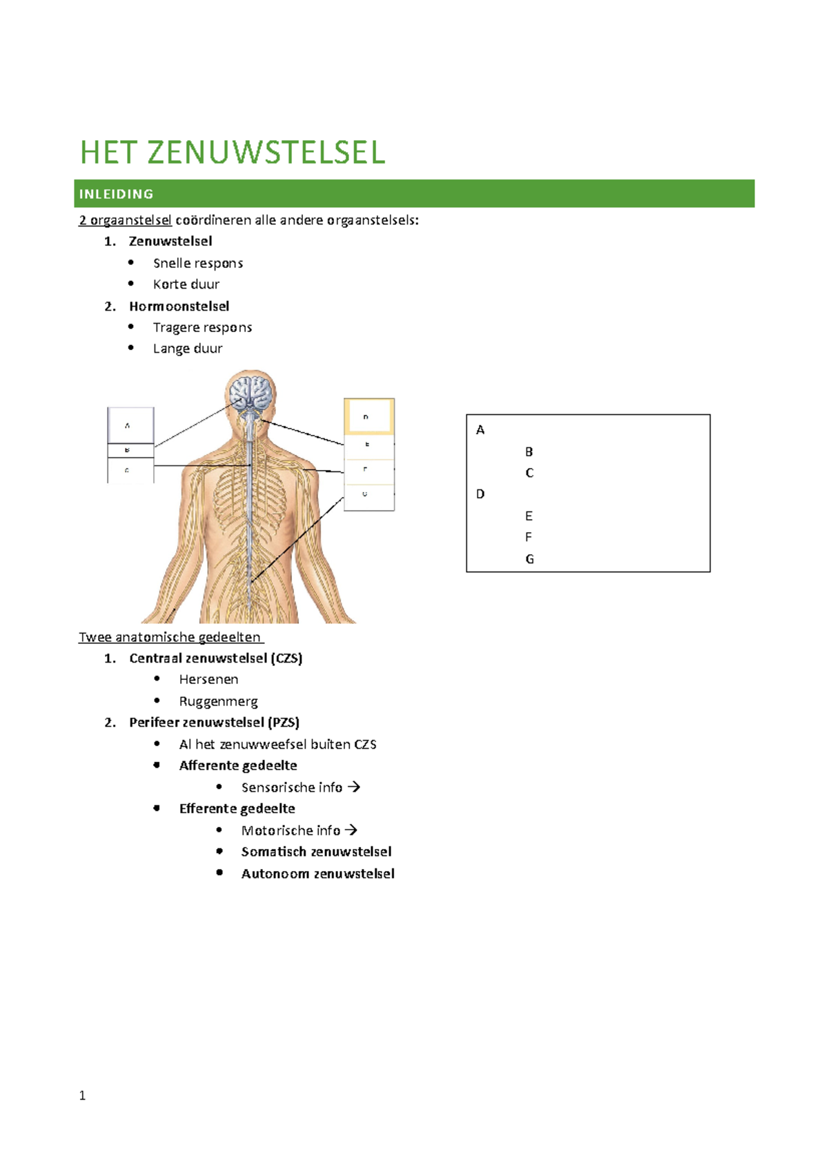 Het Zenuwstelsel - Samenvatting Anatomie En Fysiologie - HET ...