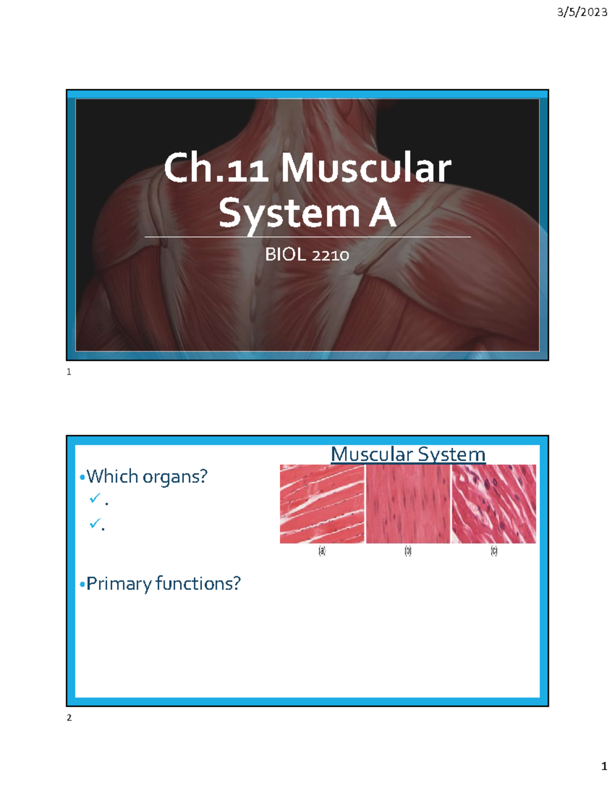 Ch.11 Muscle Tissue A - Student Notes - Ch Muscular System A BIOL 2210 ...