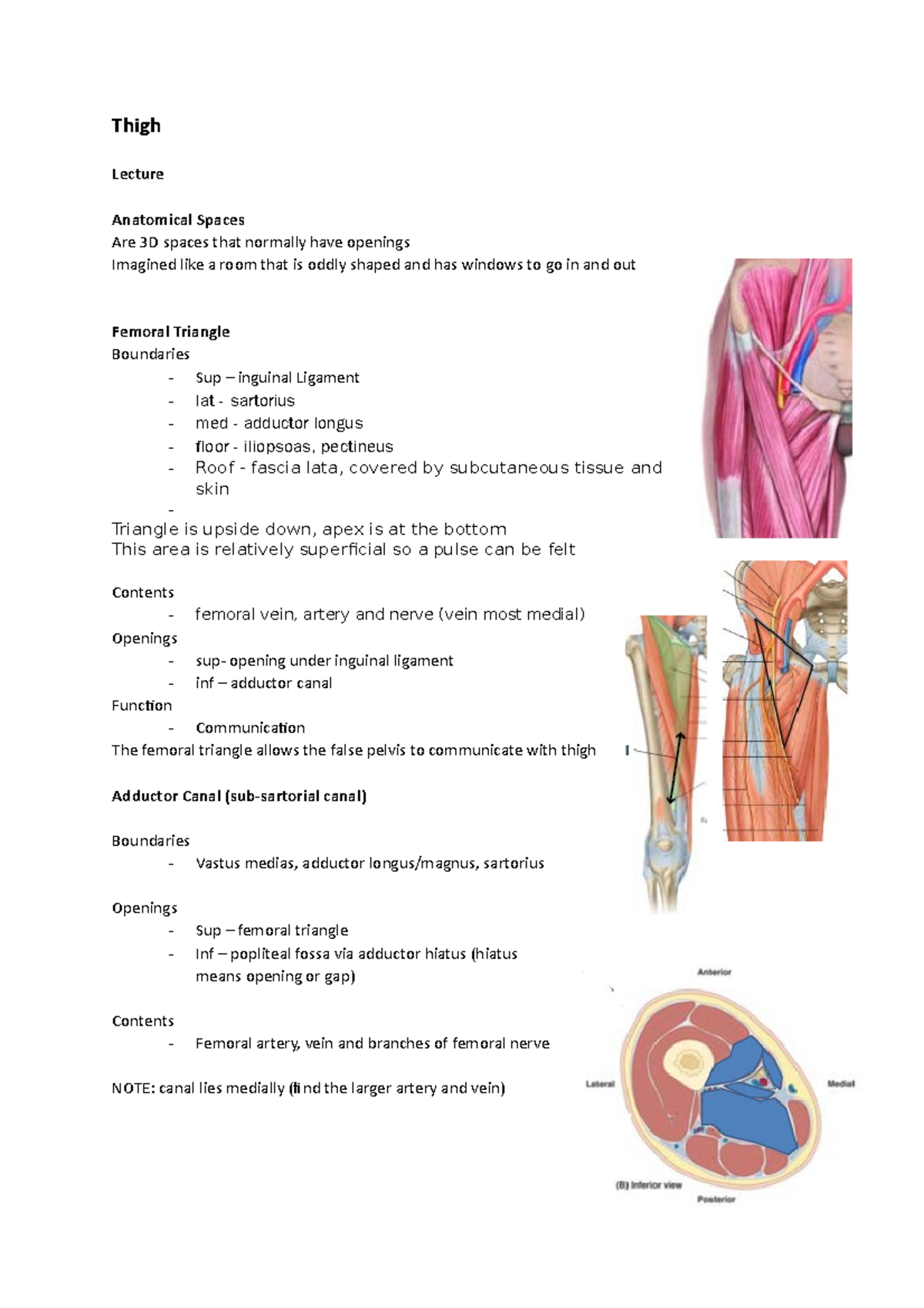 Thigh - notes - Thigh Lecture Anatomical Spaces Are 3D spaces that ...