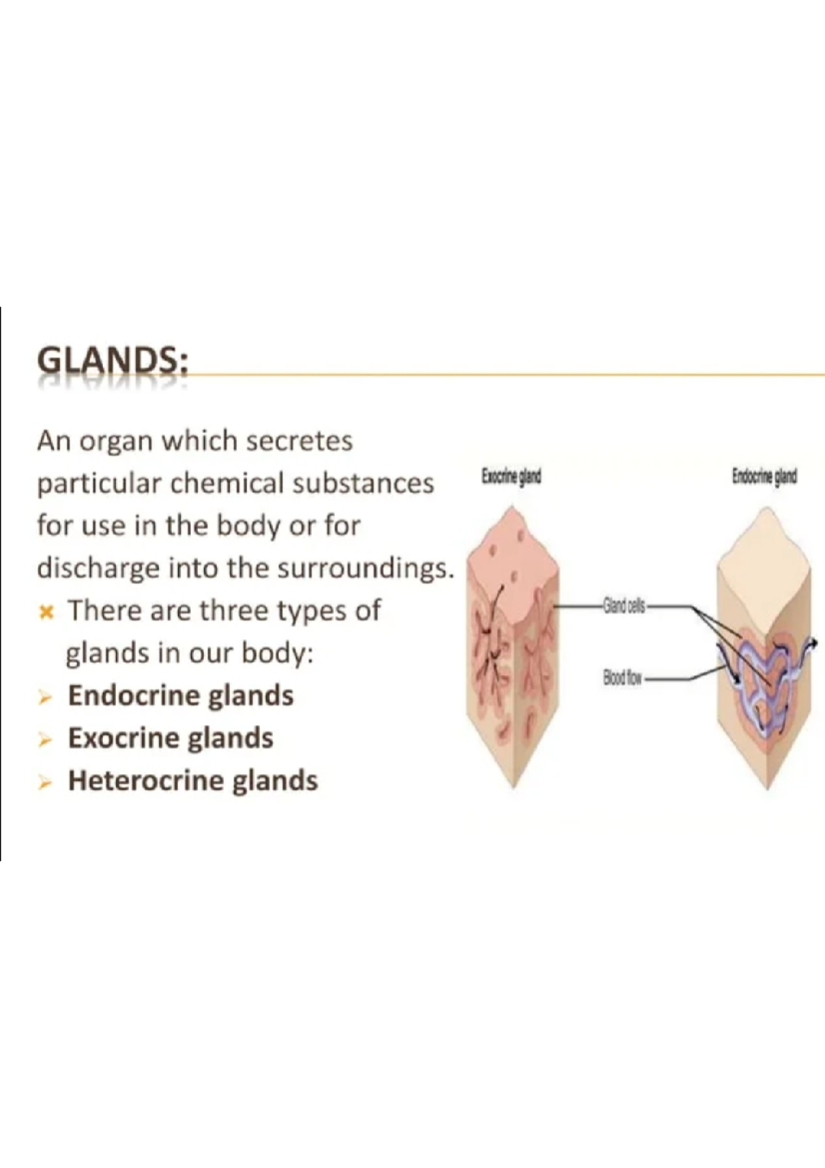 Expression Glands: The Secret To Human Connection? - 2bg7o70