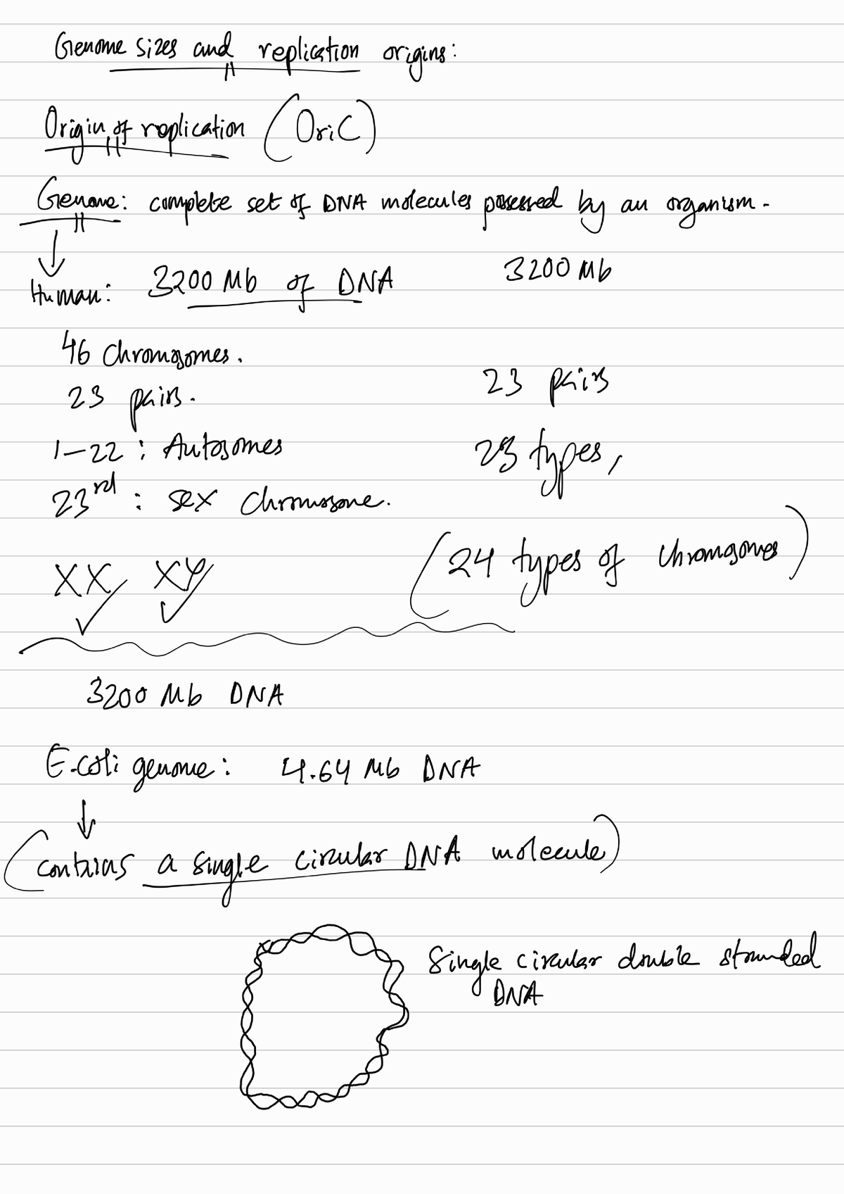 DNA Replication 230519 001055 - BIOL10221 - Studocu