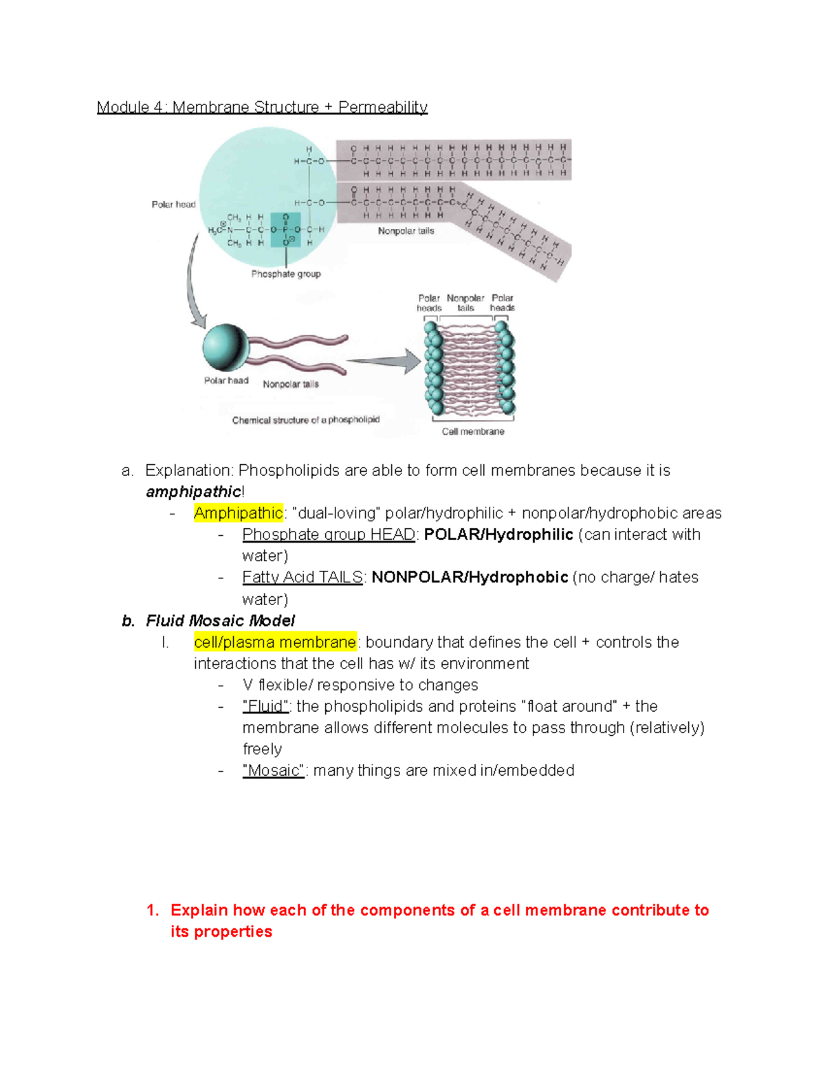 Bio 151: Modules 4-6 - Module 4: Membrane Structure + Permeability a ...