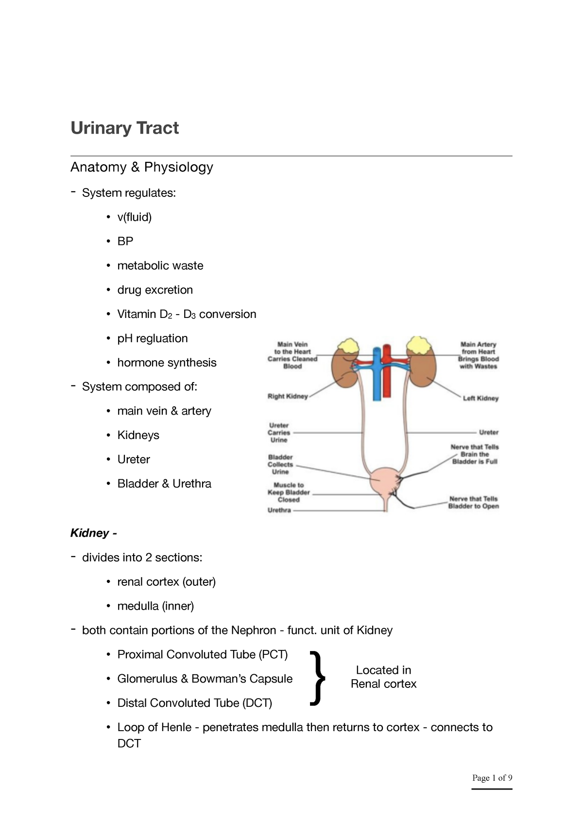 Urinary Tract - Notes - Urinary Tract Anatomy & Physiology System ...