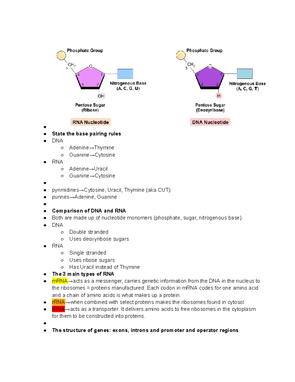 Chapter 1 BIO - i lied its bio notes XC - State the base pairing rules ...