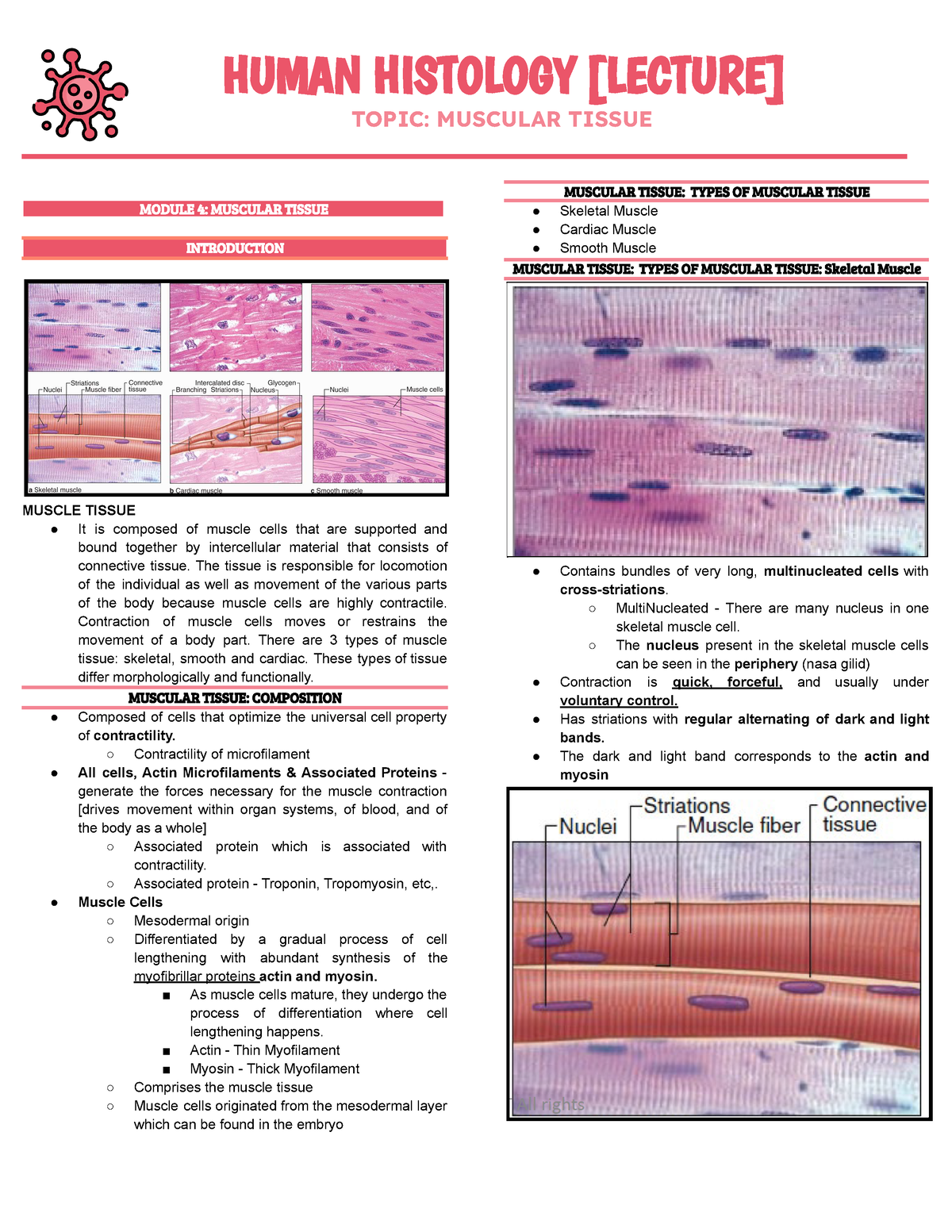 BSMT Human Histology Chapter 4 - HUMAN HISTOLOGY [LECTURE] TOPIC ...