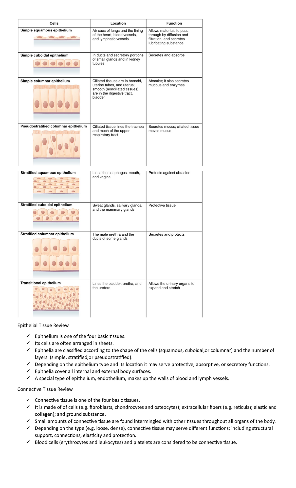 Bio Reviewer - Talks About Molecules - Epithelial Tissue Review 