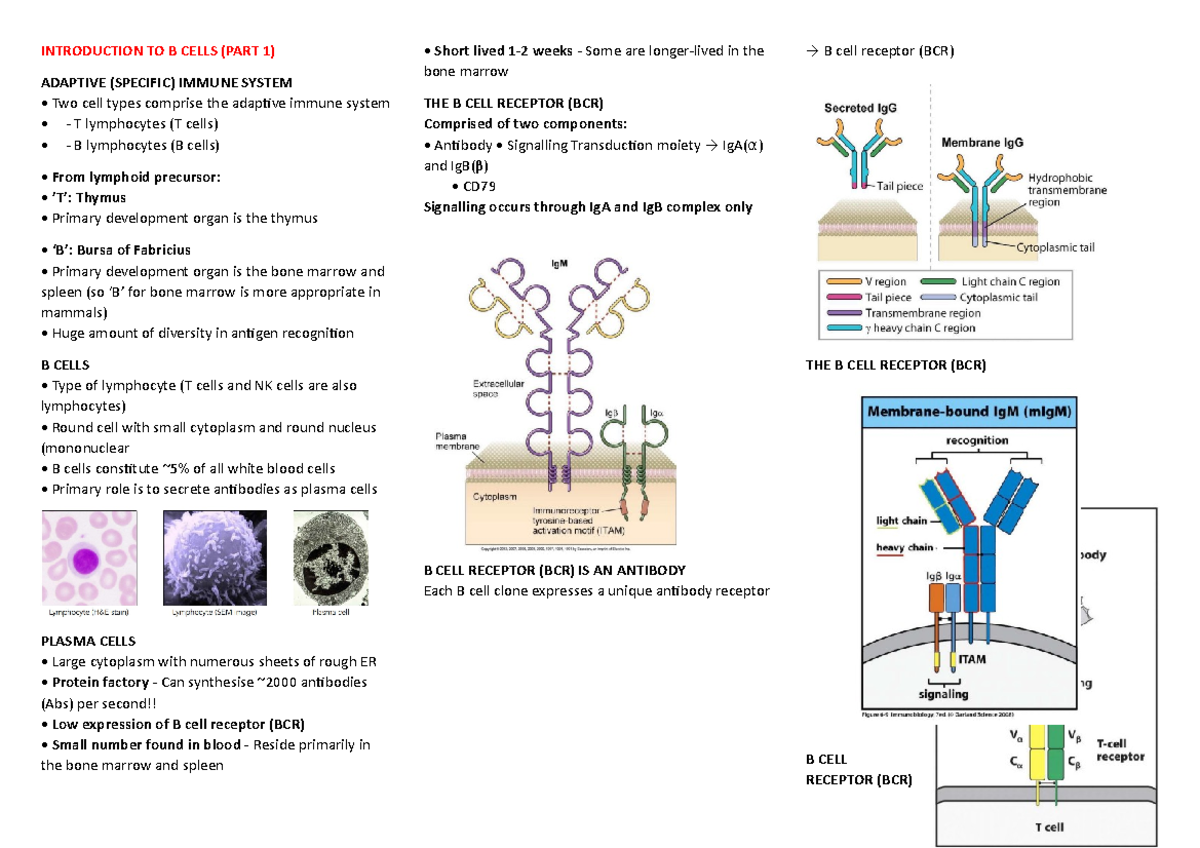 B Cells Lecture Notes - INTRODUCTION TO B CELLS (PART 1) ADAPTIVE ...