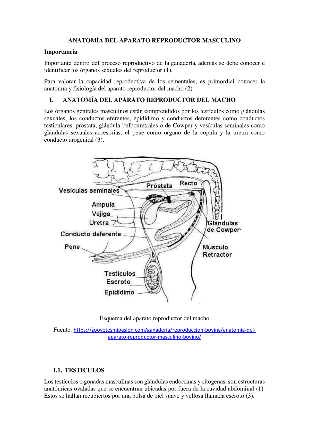 Temas Repro - ANATOMÍA DEL APARATO REPRODUCTOR MASCULINO Importancia  Importante dentro del proceso - Studocu