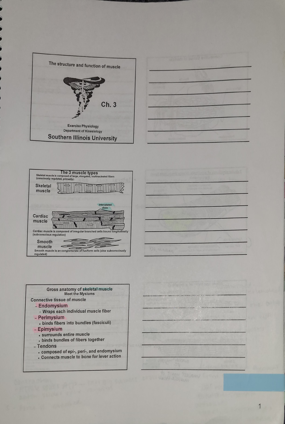 Kin 320 Chap. 3 - Kin 320 Chap. 3 - The Structure And Function Of ...