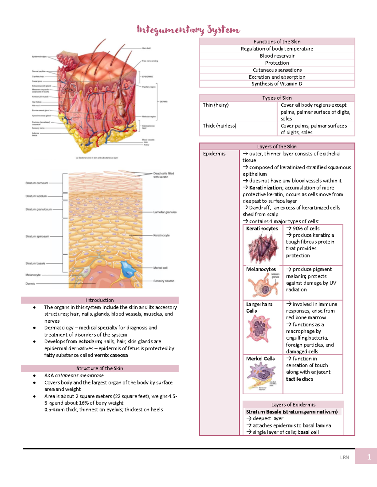 3m Integumentary System - Integumentary System Lrn 1 Introduction The 