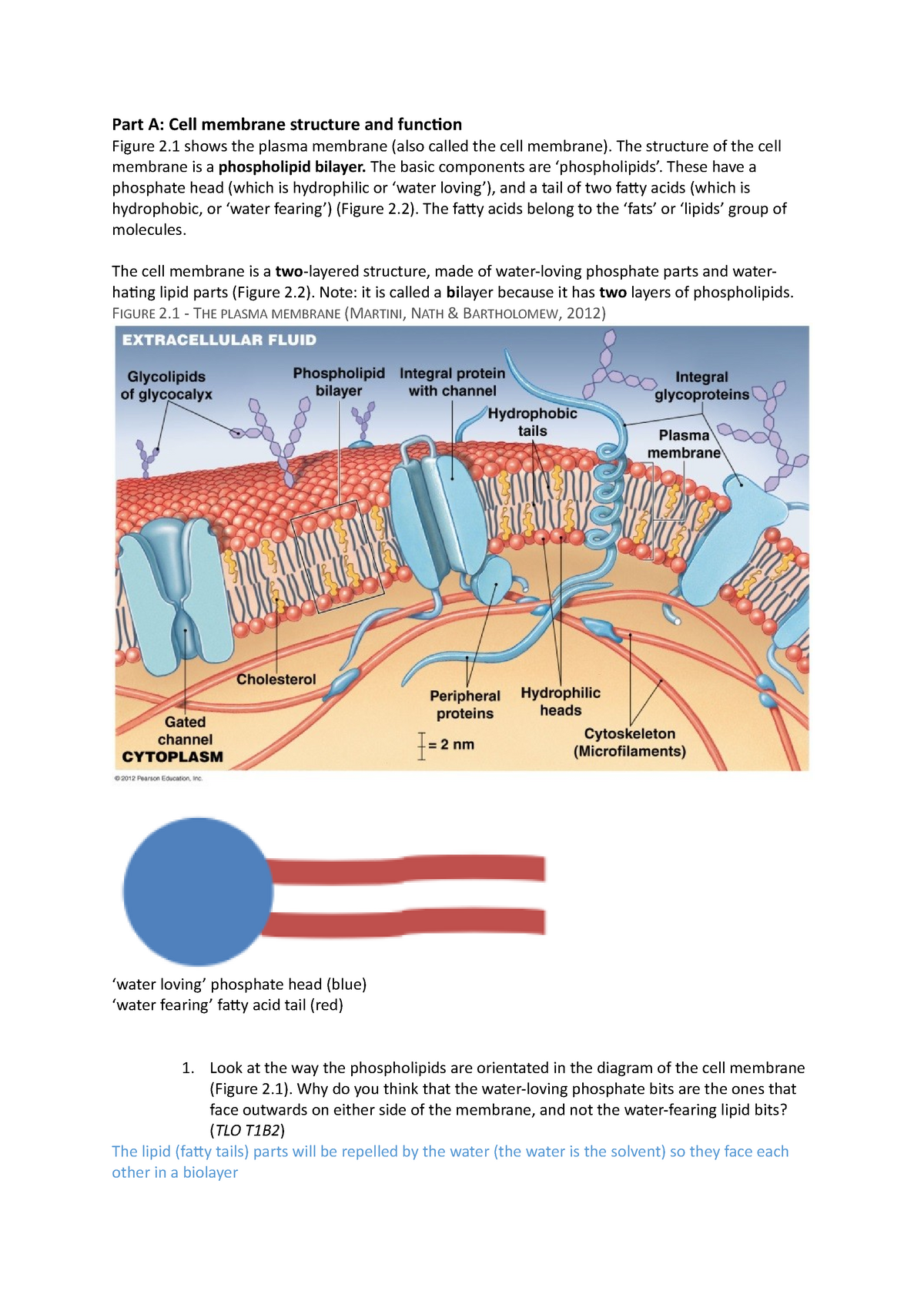 cell membrane labeled and functions