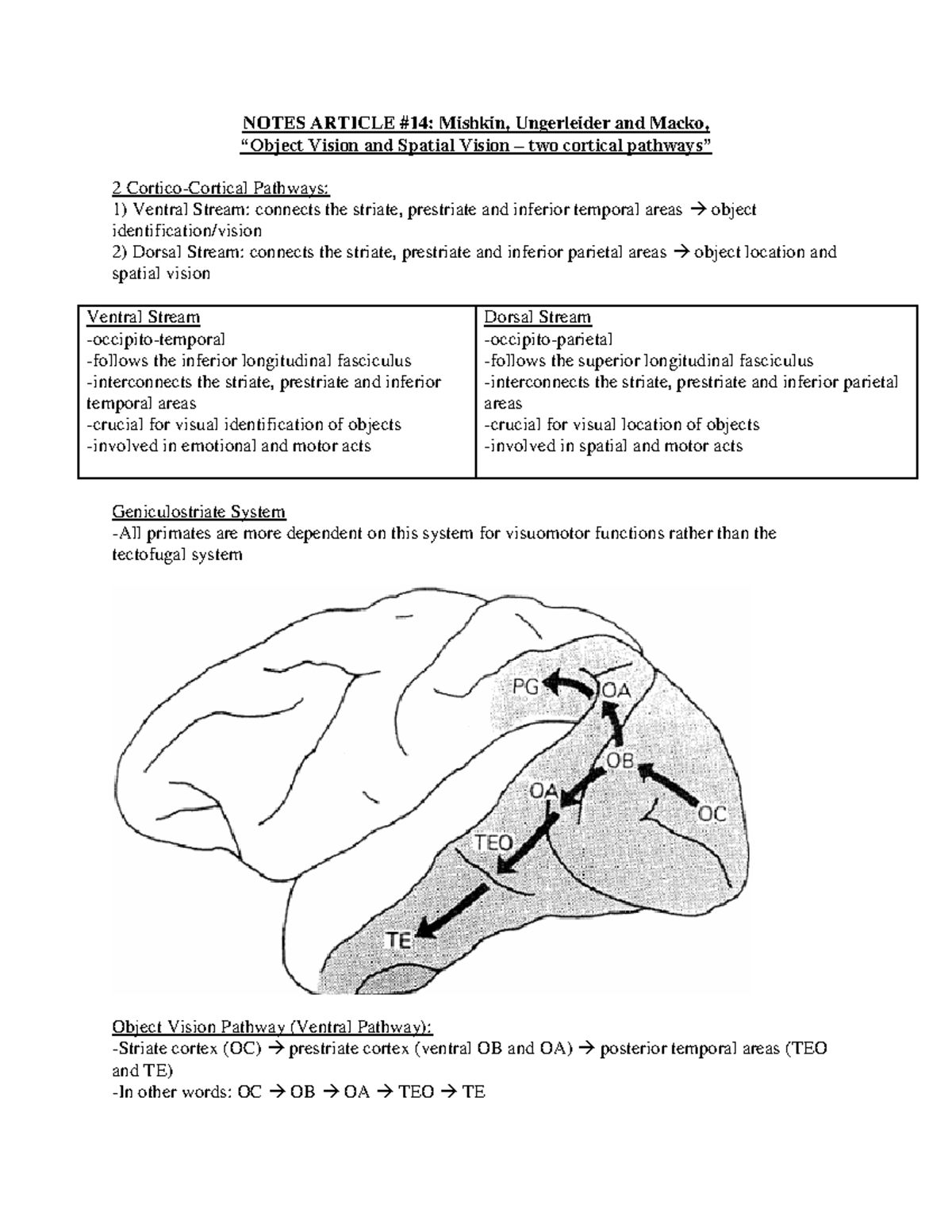 Summary Human Cognition and the Brain - articles 14, 17 - 20 - NOTES ...