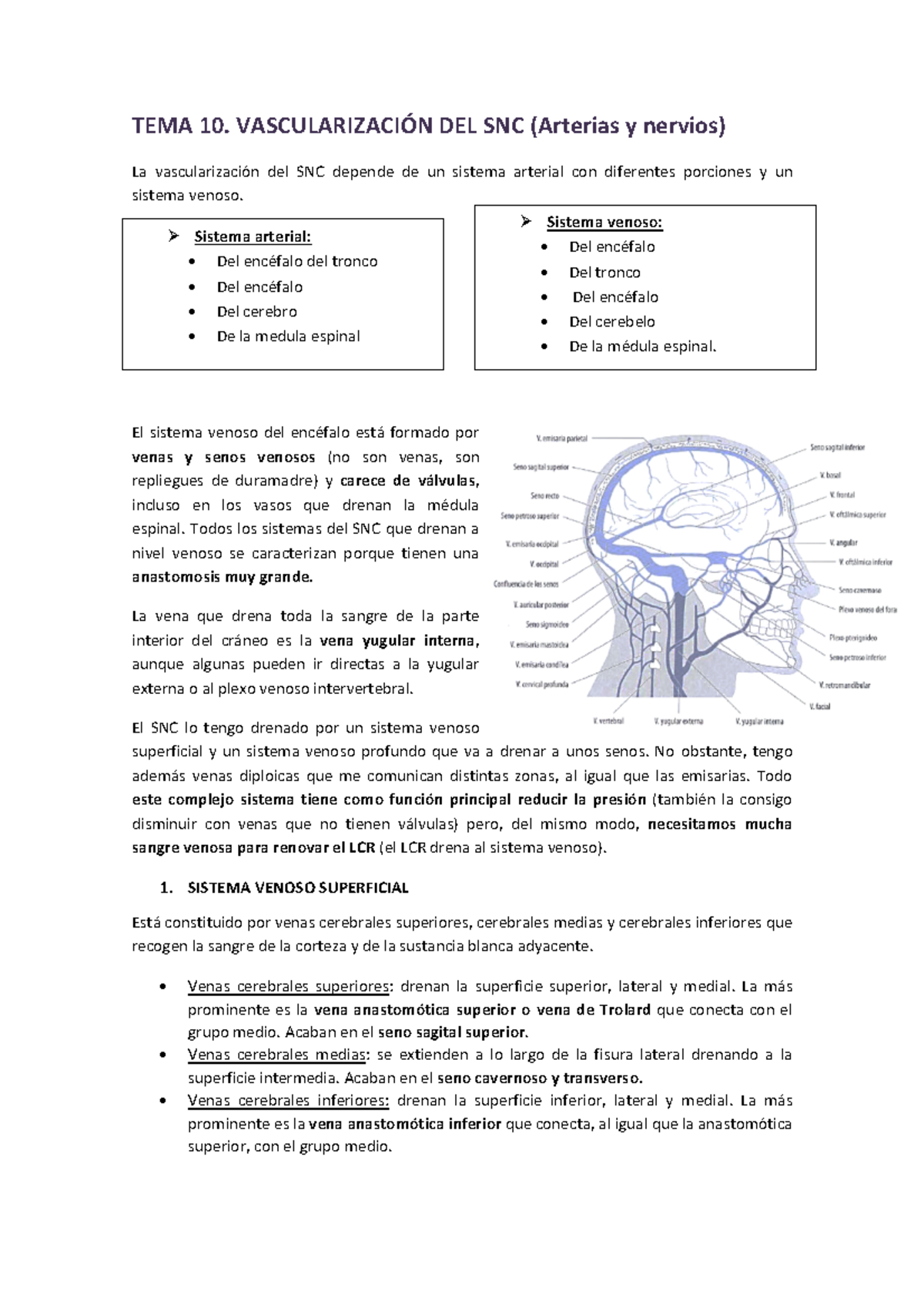 Senos venosos del craneo