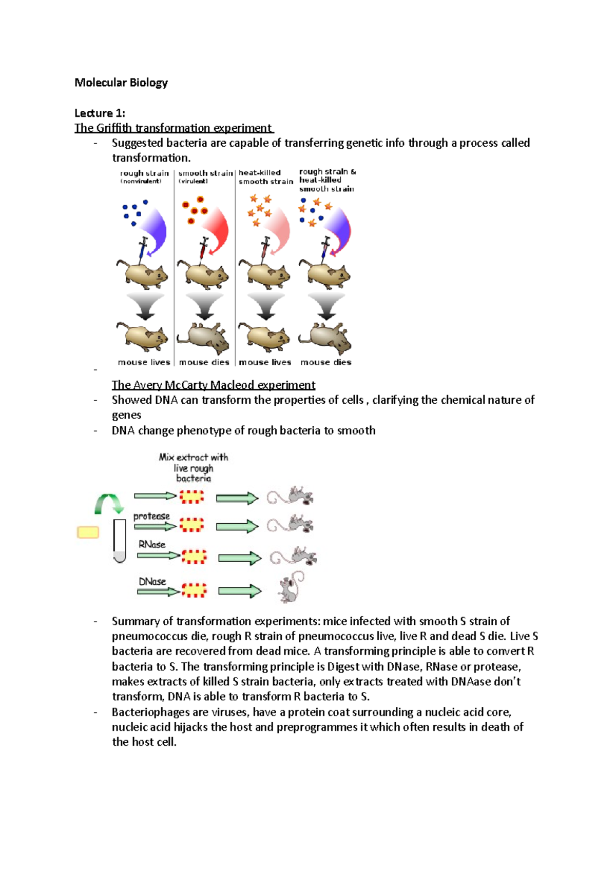 Molecular Biology - Lecture notes 1 - Molecular Biology Lecture 1: The ...