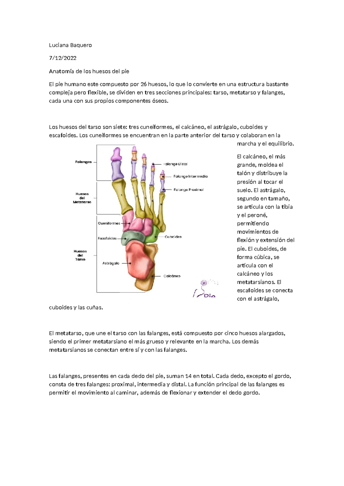 Anatomia del pie - Luciana Baquero 7/12/ Anatomía de los huesos del pie