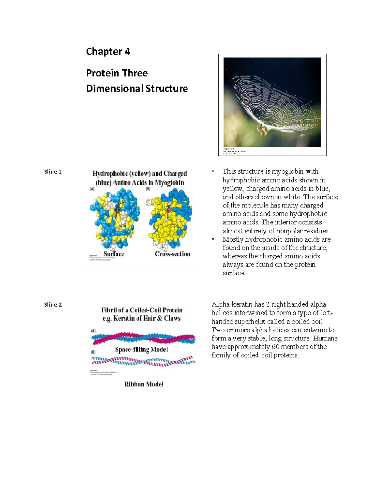 Biochem Chapter 4 Slides Notes - Chapter 4 Protein Three Dimensional ...