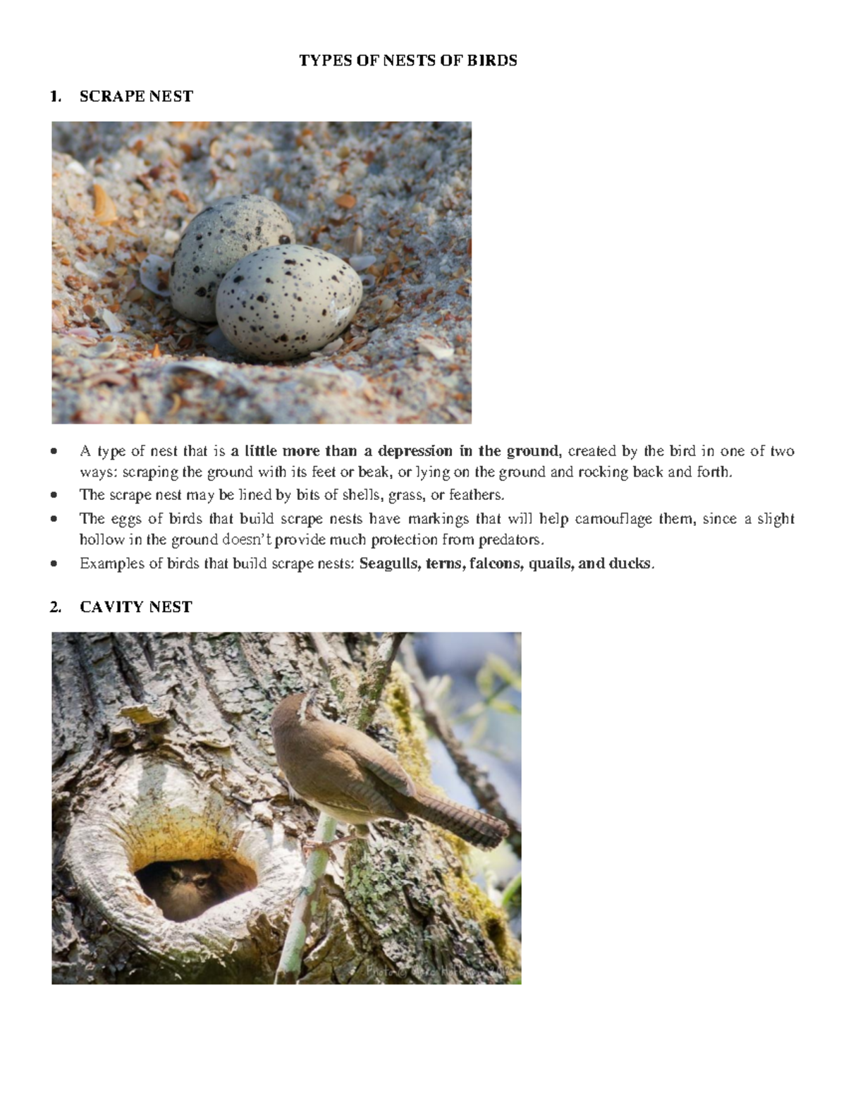 Types of Bird Nests - TYPES OF NESTS OF BIRDS 1. SCRAPE NEST A type of ...